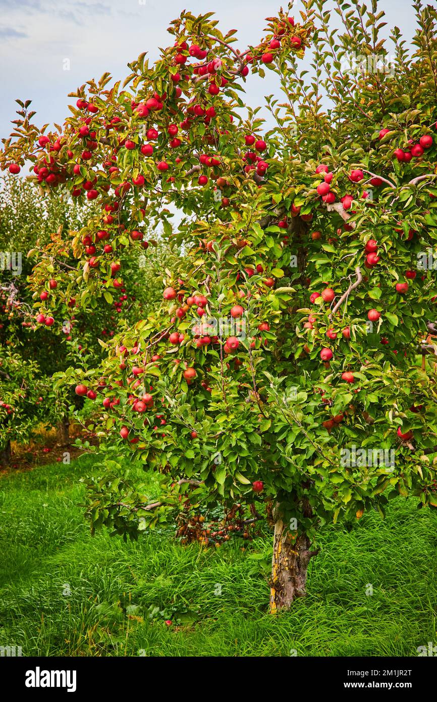 Fattoria di frutteto di mele con mele rosse che ricoprono l'albero Foto Stock