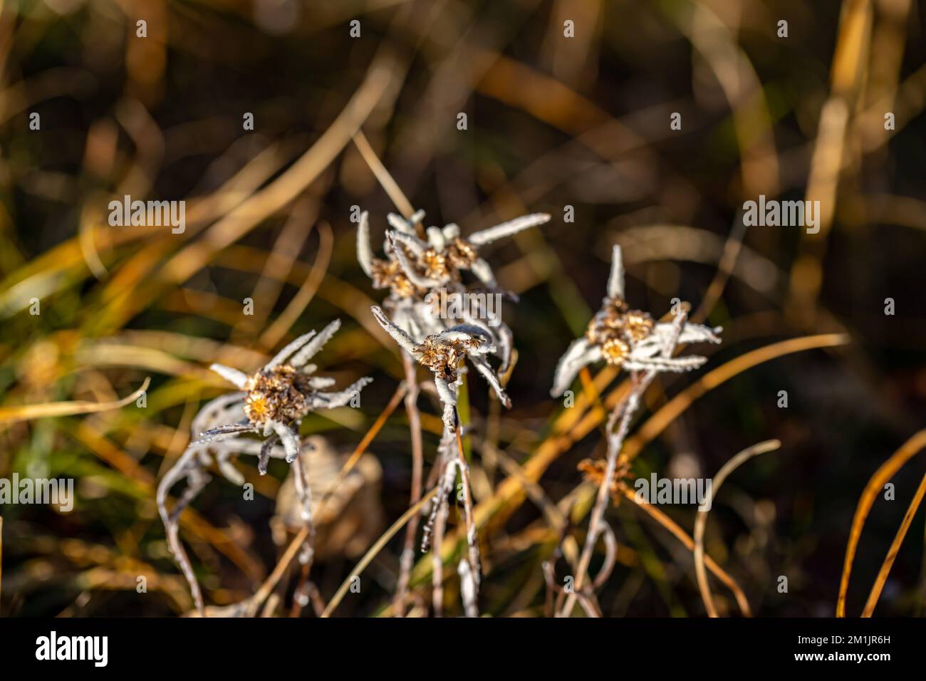 Leontopodium nivale fiore crescere in montagna, primo piano Foto Stock