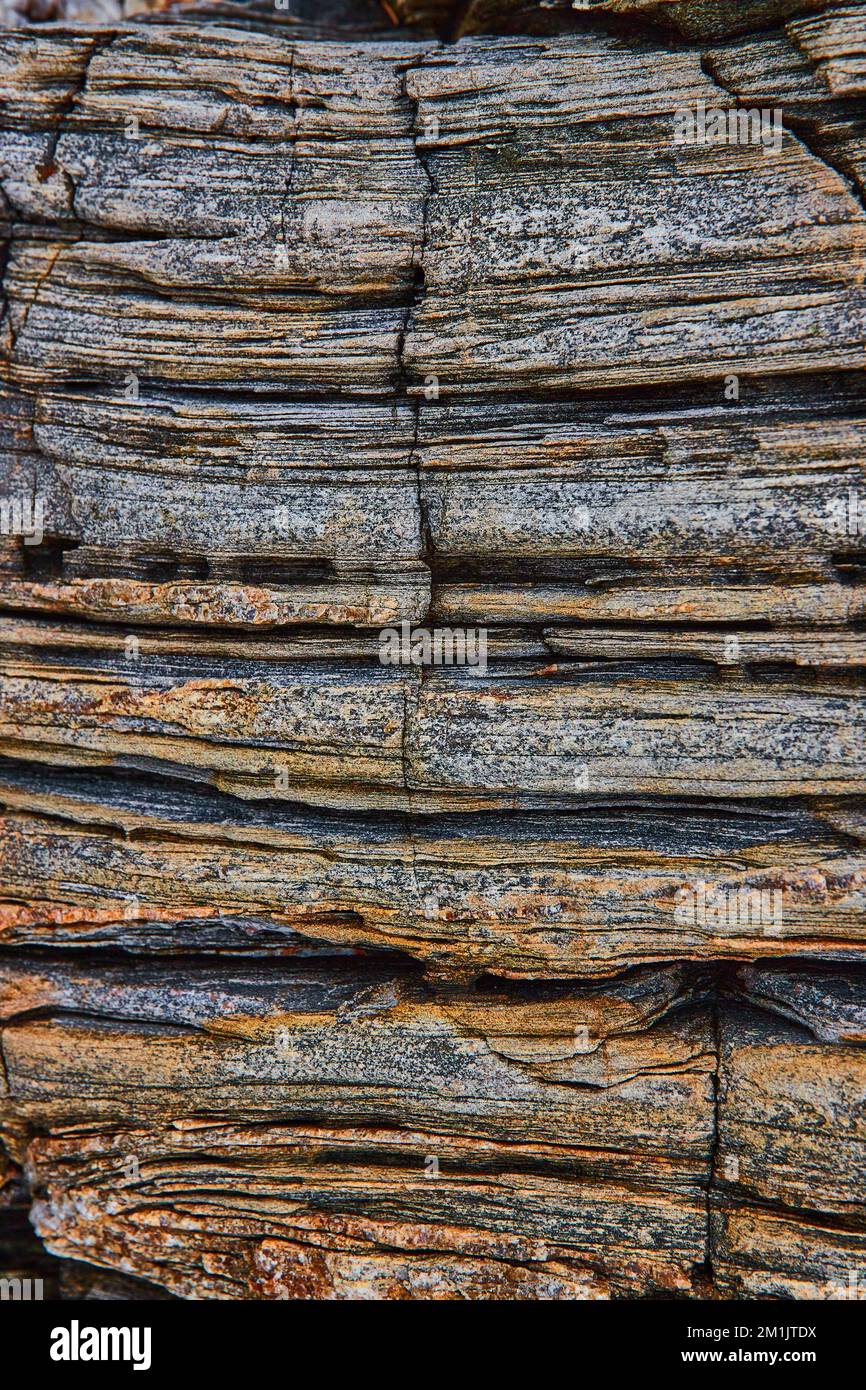 Strati di roccia che sembrano legno pietrificato sulla costa del Maine Foto Stock