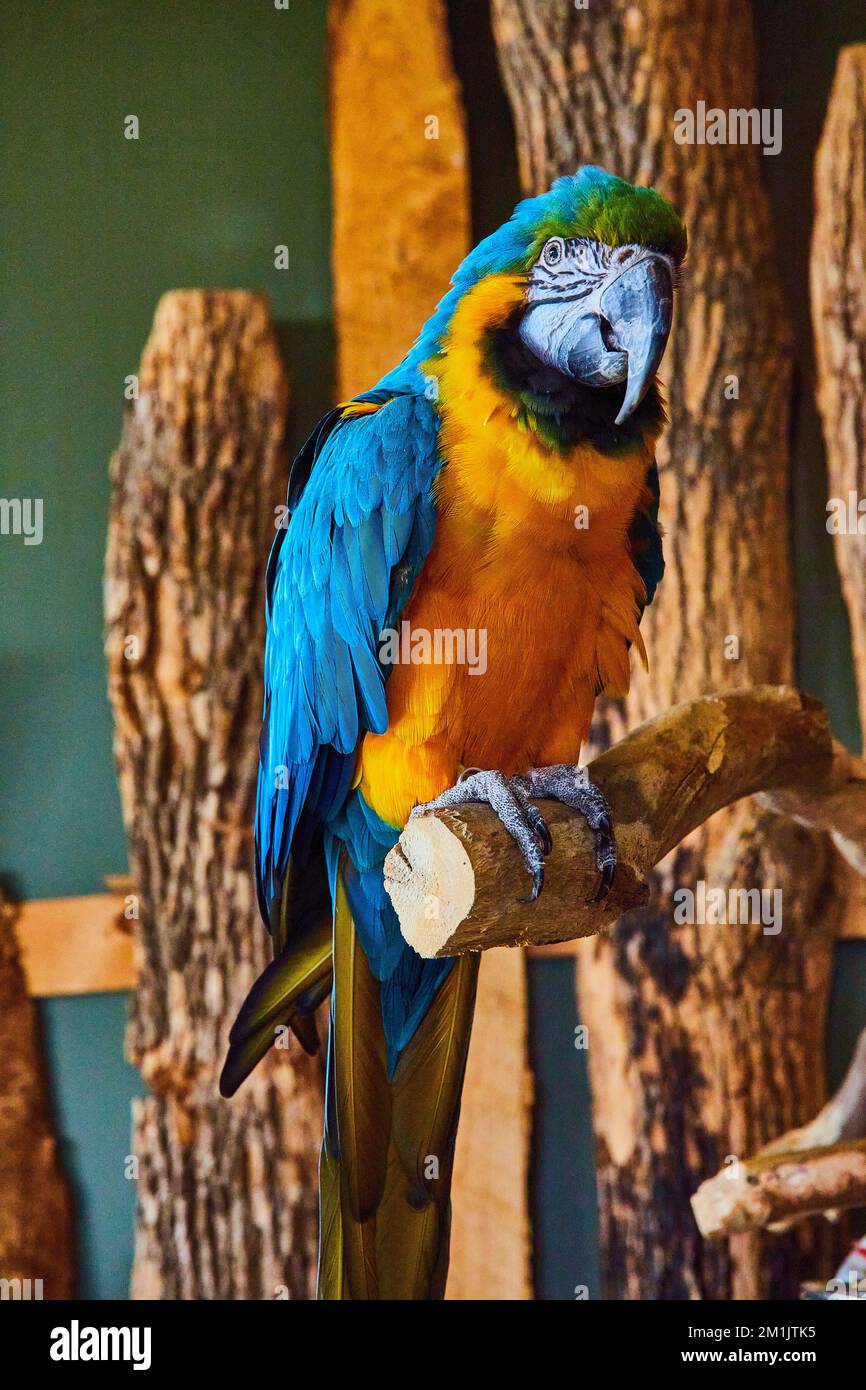Primo piano verticale di un grande uccello macaw blu e oro seduto sul ramo Foto Stock