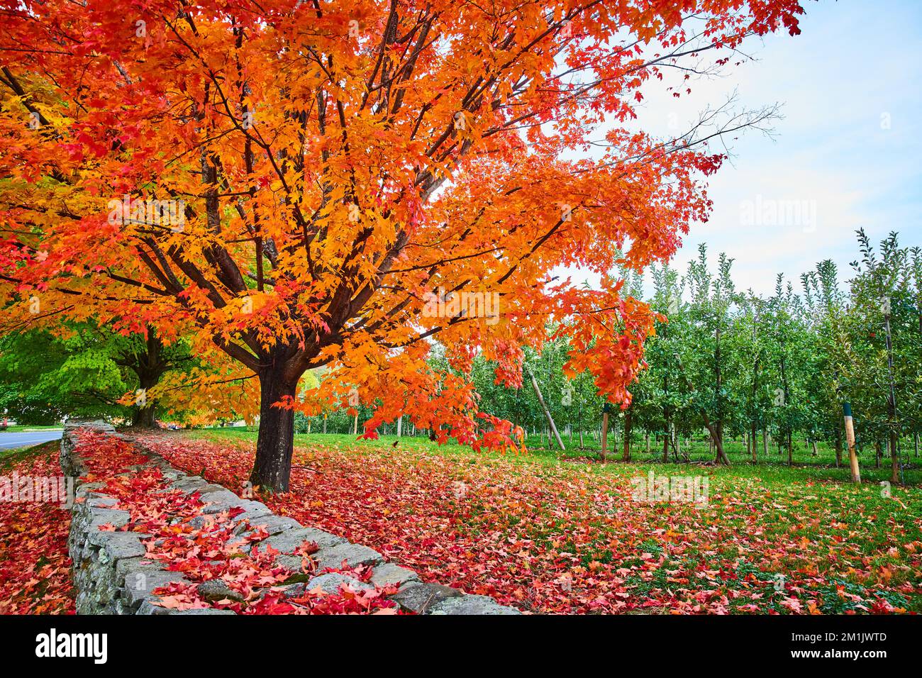 Foglie in cima fogliame coprire terreno e muro di pietra da frutteto di mele con albero coperto di foglie d'arancio Foto Stock