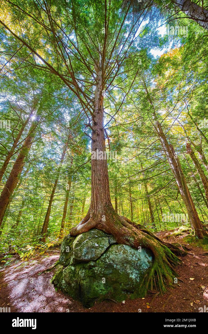 Splendido albero alto che cresce sopra il masso con radici esposte che guardano dal basso Foto Stock