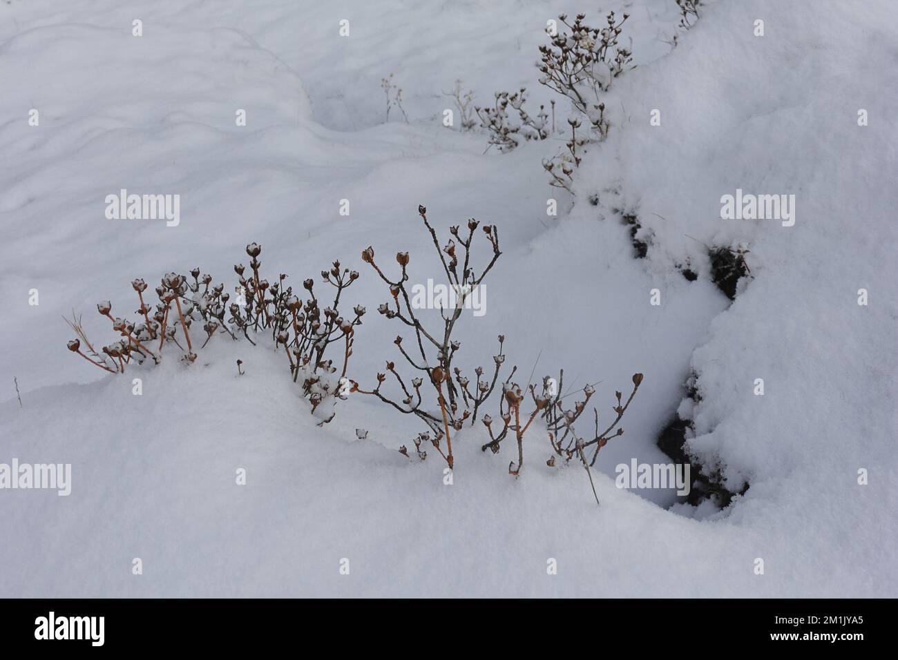 bello sfondo bianco innevato inverno, cespugli alpini coperti di neve nella valle di yumthang nella stagione invernale, sikkim in india Foto Stock