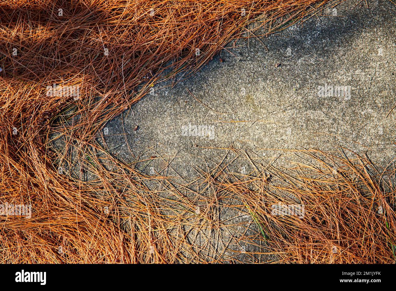 Texture asset di aghi di pino marrone chiaro che coprono la terra di cemento Foto Stock