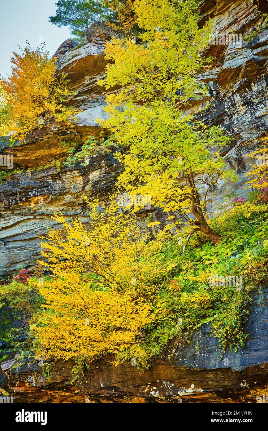 Splendidi grandi alberi gialli che cadono aggrappati alle pareti del bordo della scogliera Foto Stock