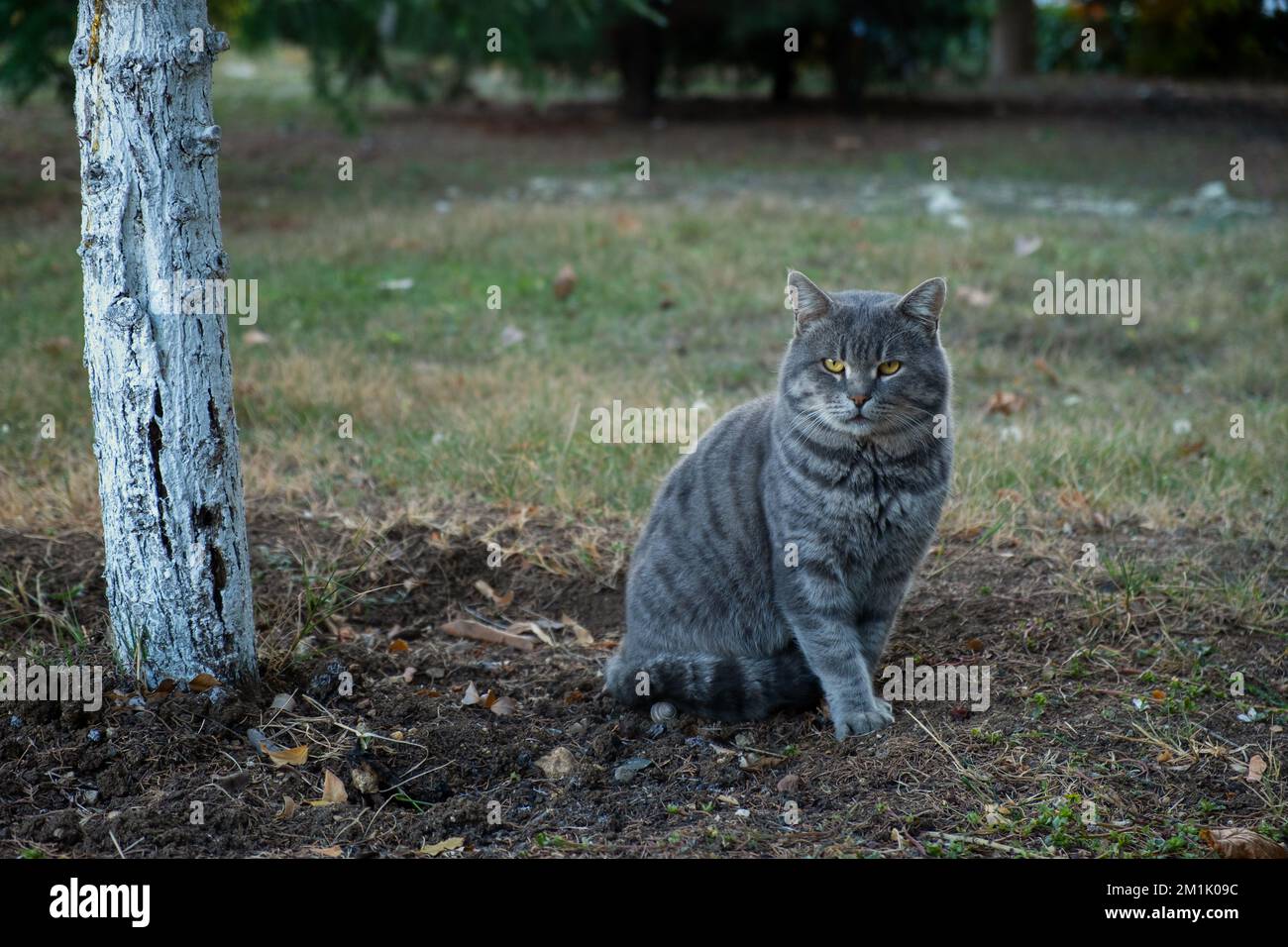 A strisce arrabbiato gatto seduto parco. Un gatto grigio a righe con occhi verdi posa per la fotocamera a un fotografo. Primo piano verticale. Sfondo sfocato. Il Foto Stock