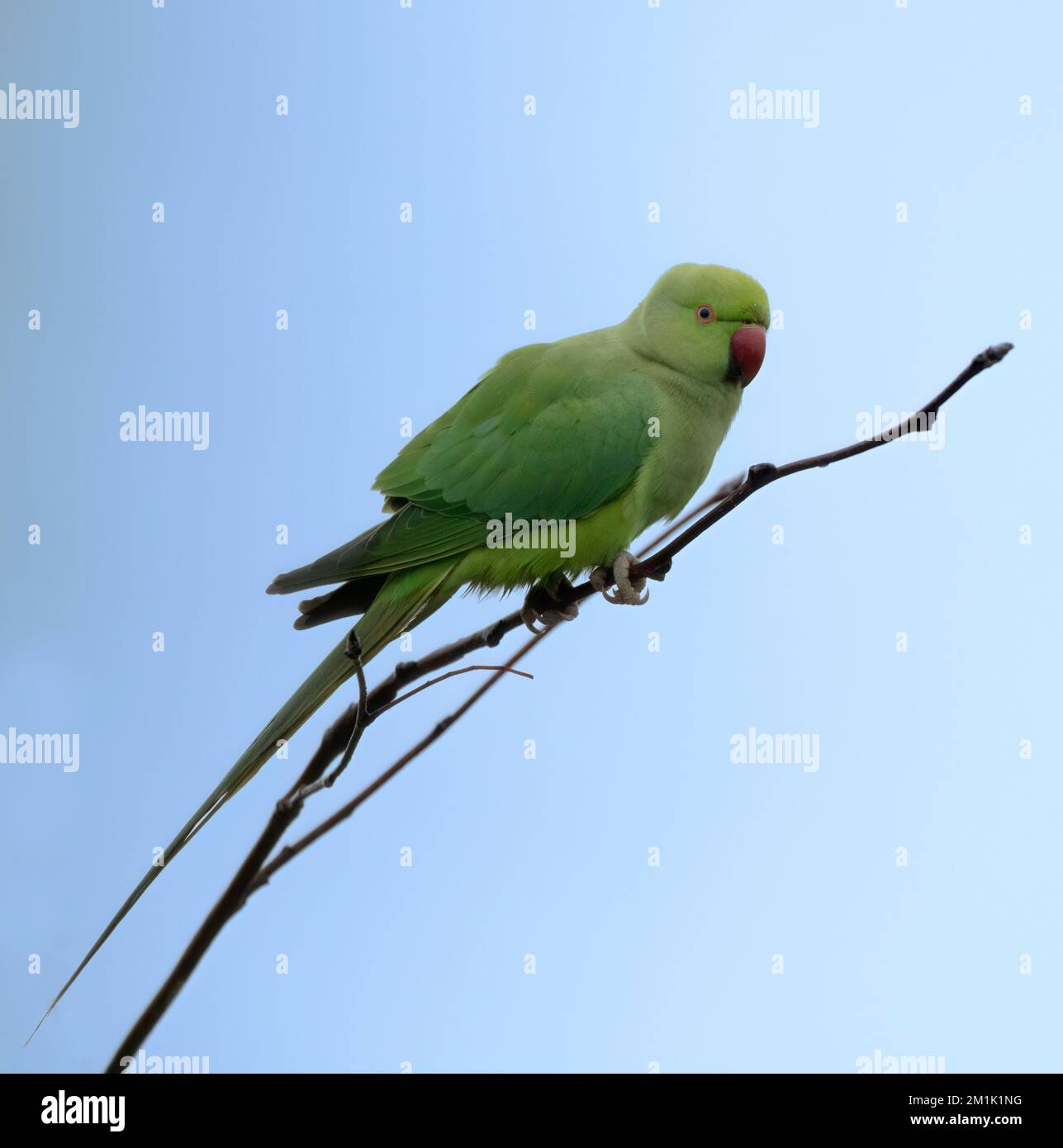 Un Parakeet selvaggio con collo ad anello arroccato in un albero di un giardino del Warwickshire Foto Stock