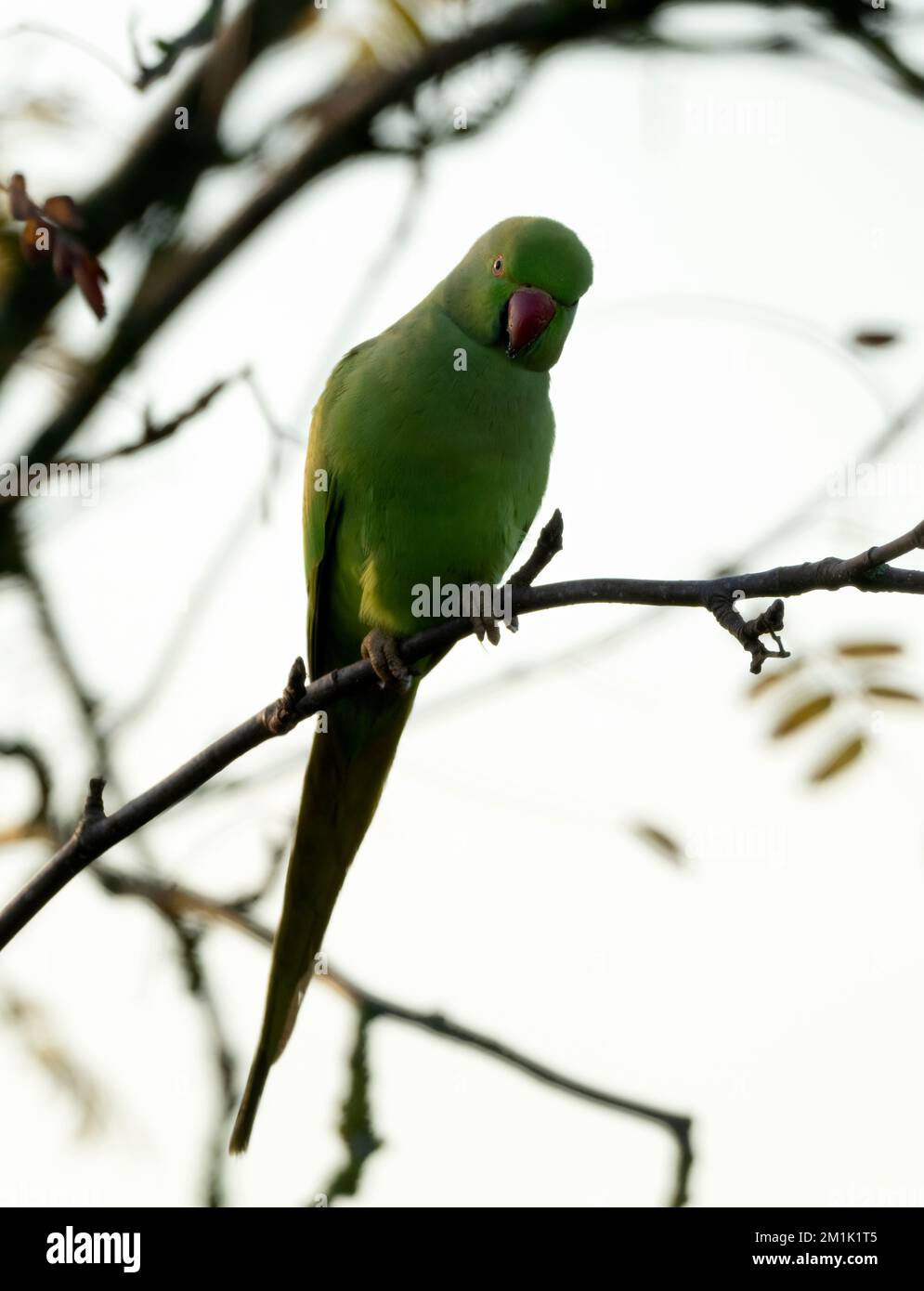 Un Parakeet selvaggio con collo ad anello arroccato in un albero di un giardino del Warwickshire Foto Stock