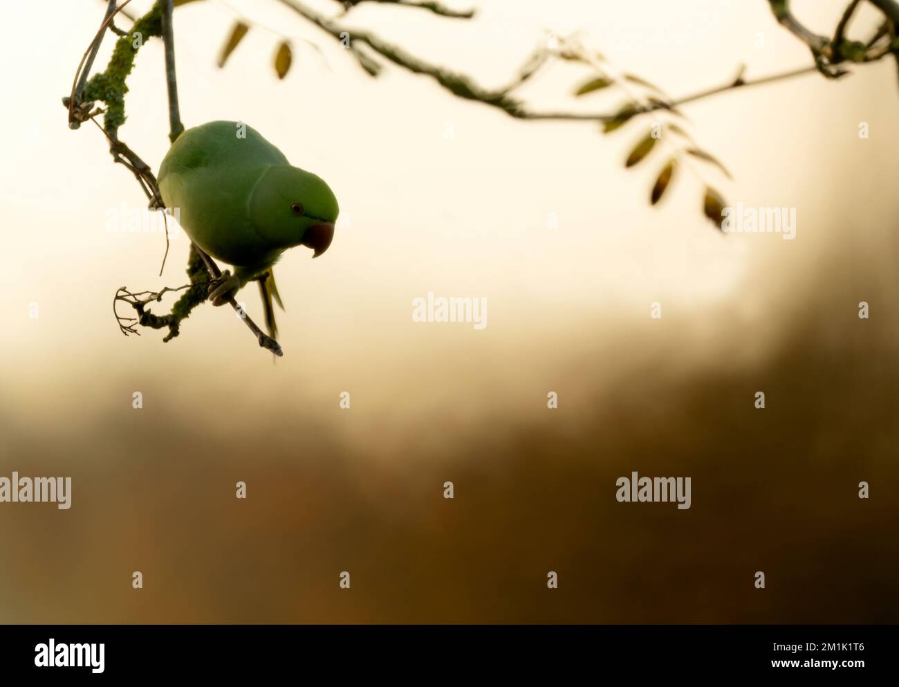 Un Parakeet selvaggio con collo ad anello arroccato in un albero di un giardino del Warwickshire Foto Stock