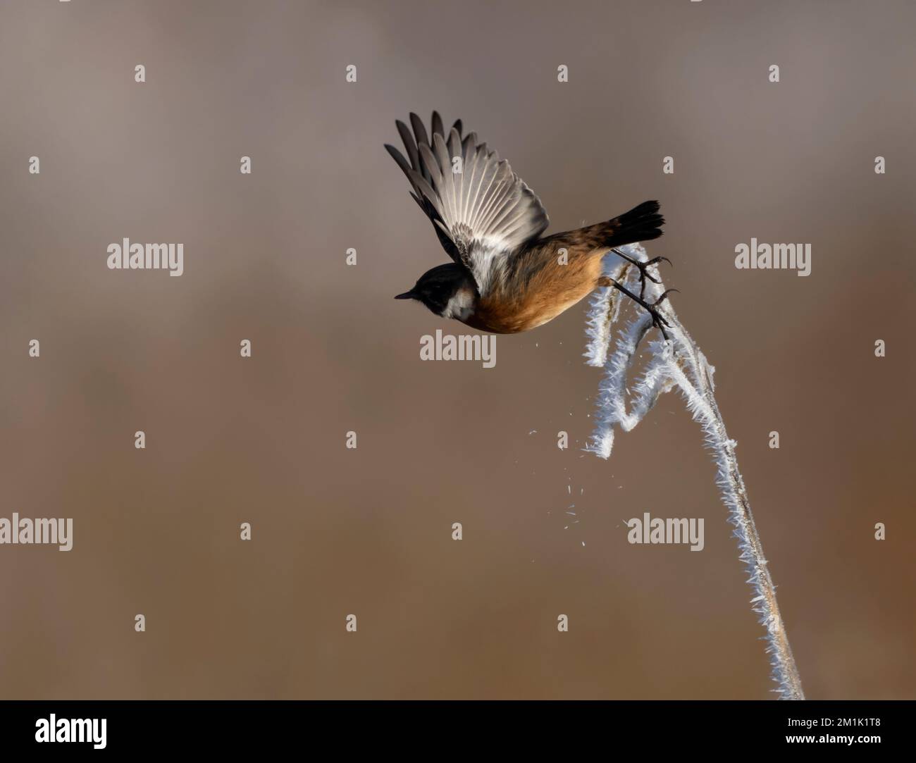 Un maschio Stonechat (Saxicola rubicola) prende il volo da un gambo di canna congelato, Norfolk Foto Stock