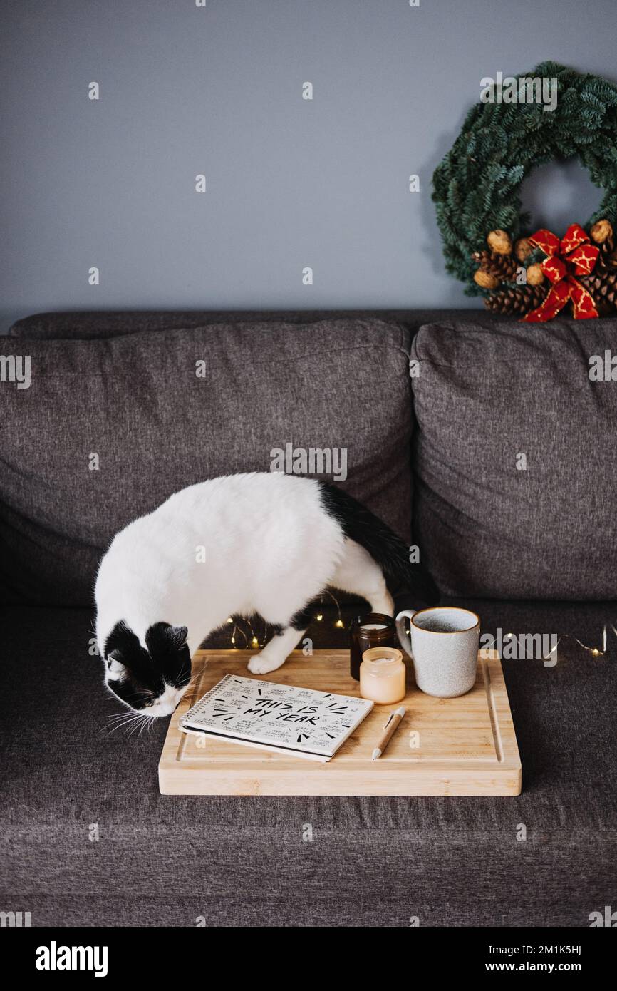 Obiettivi per il 2023° anno, risoluzione del nuovo anno. Testo questo è il mio anno e molti obiettivi motivazione frasi in aperto blocco note e gatto al divano in casa. Avvio Foto Stock