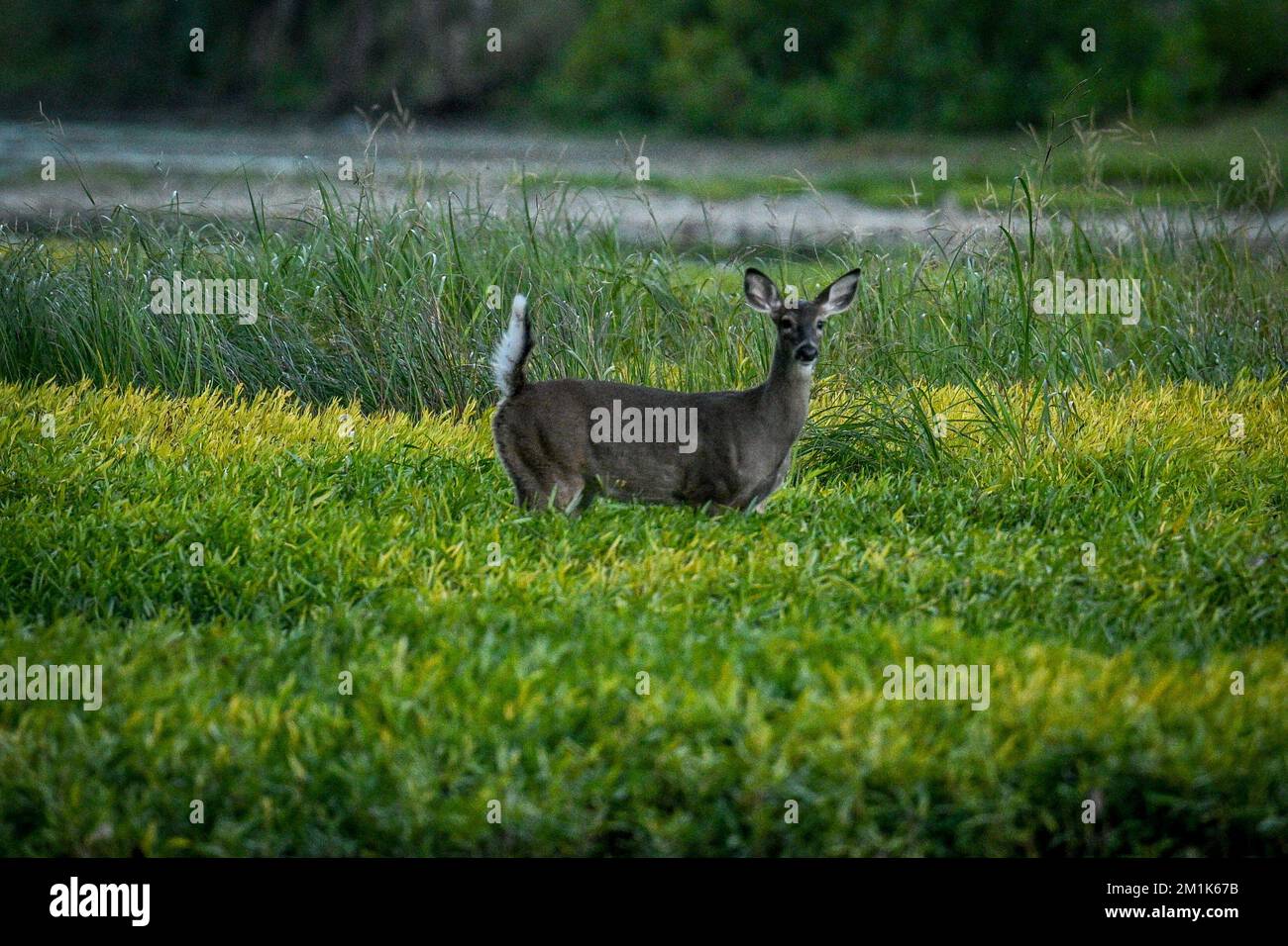 Un cervo in un campo del SIDECUT Metropark in Ohio, Stati Uniti Foto Stock