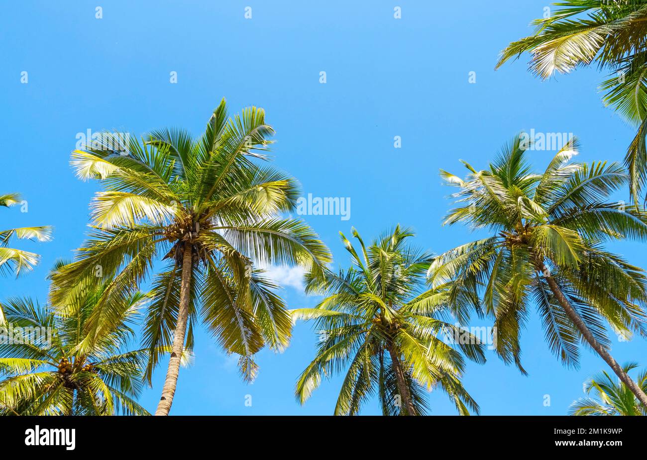 Vista panoramica del paesaggio estivo con palme da cocco e cielo blu come sfondo tropicale Foto Stock