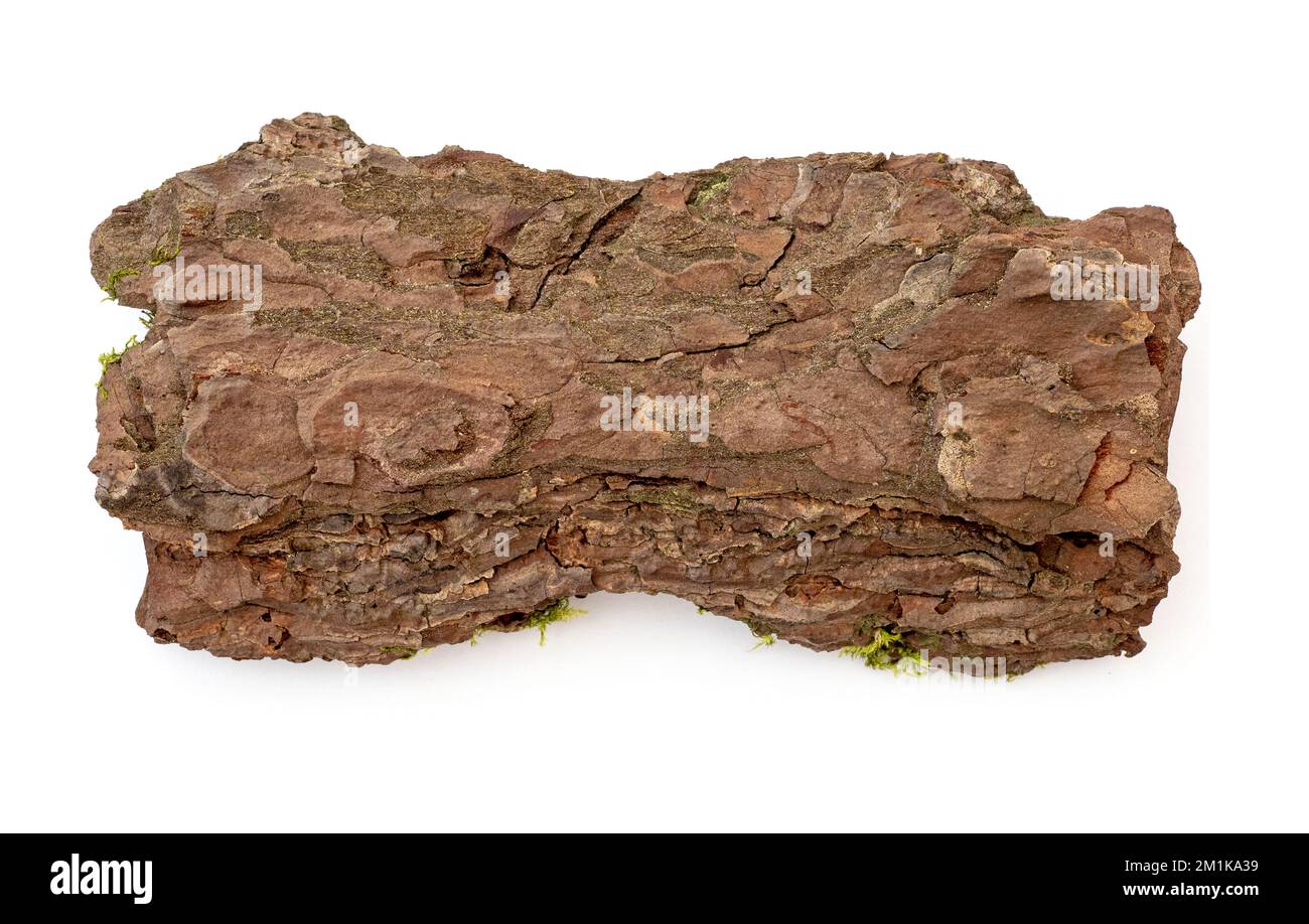 Corteccia secca di pino isolato su bianco. Corteccia di legno con muschio, vista dall'alto Foto Stock