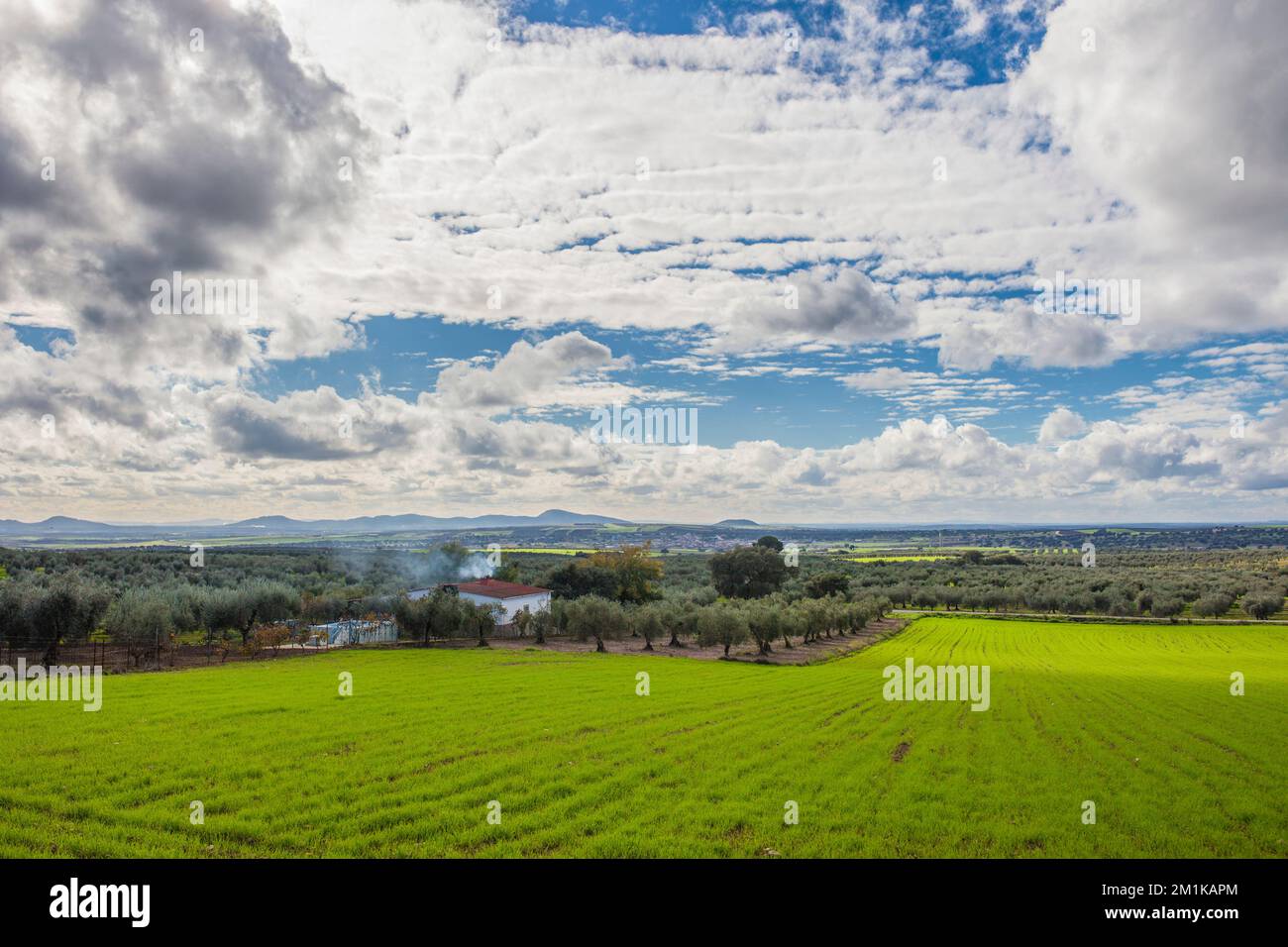 Periferia di Mirandilla, Badajoz, Estremadura, Spagna. Oliveti una panoramica del campo dei cereali Foto Stock