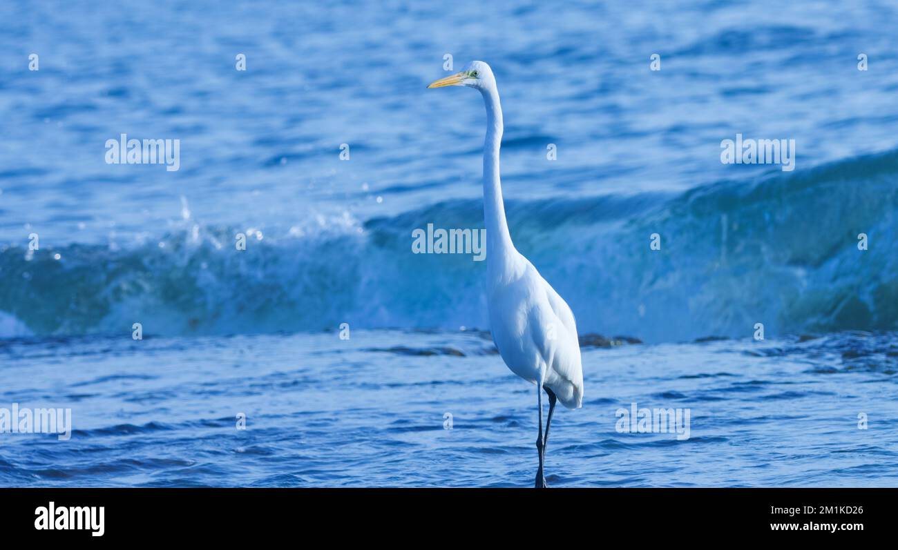 Bianco, airone, uccello, in piedi sulla spiaggia. seabird. uccelli acquatici. Foto Stock