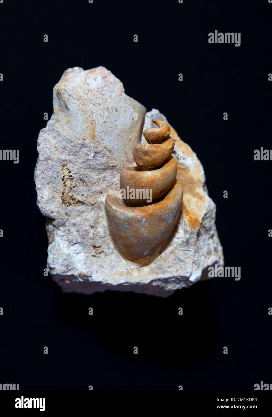 Gasteropodi fossili su matrice Turritella Foto Stock
