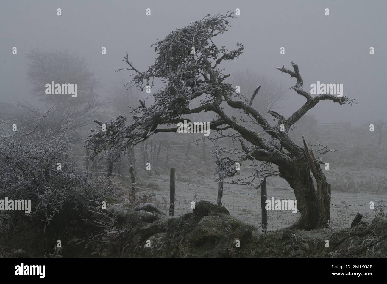 Emsworthy Hawthorn nella nebbia gelida, Dartmoor, Devon Foto Stock