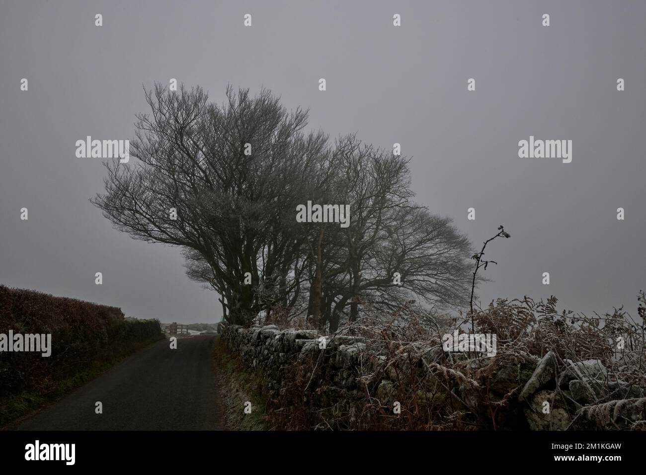 Croce fredda Est nella nebbia gelida, Dartmoor, Devon Foto Stock