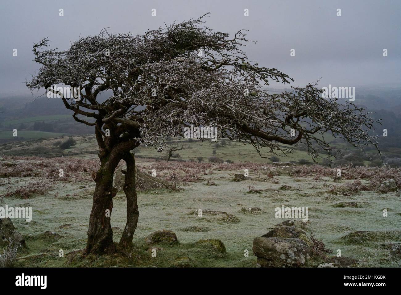 Biancospino nella nebbia gelida, Combestone Tor, Dartmoor, Devon Foto Stock