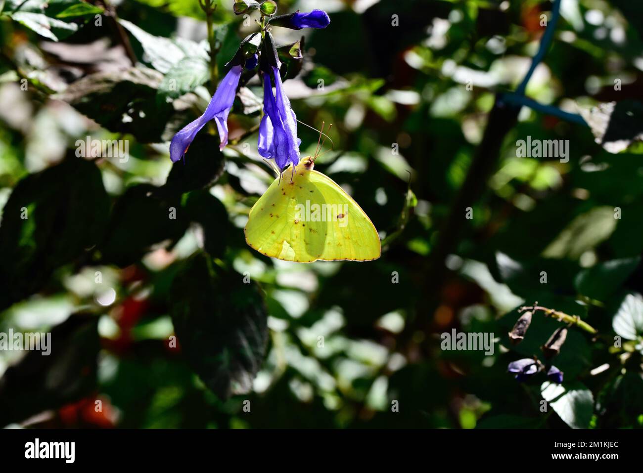 Una farfalla sulfurea senza nuvole su una pianta di salvia blu e rotola. Foto Stock