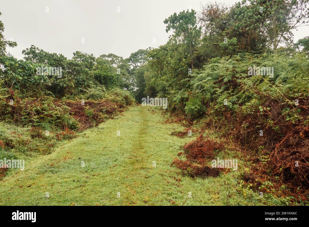 Una strada vuota tra alberi a Othaya, Kenya Foto Stock
