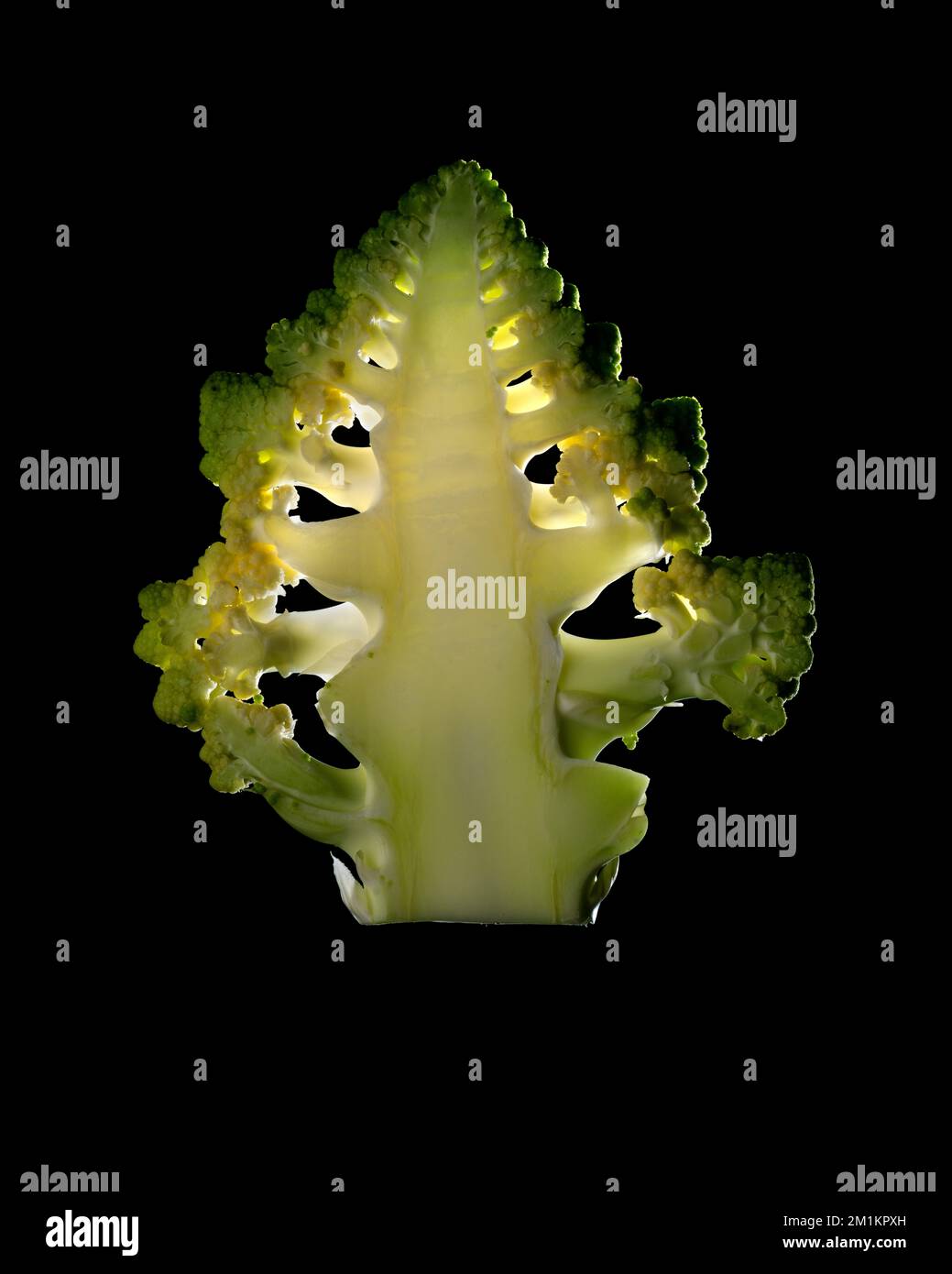 Una sottile fetta di frutta o verdura fotografata contro la retroilluminazione in un ambiente da studio. La texture traslucida e i dettagli vivaci Foto Stock