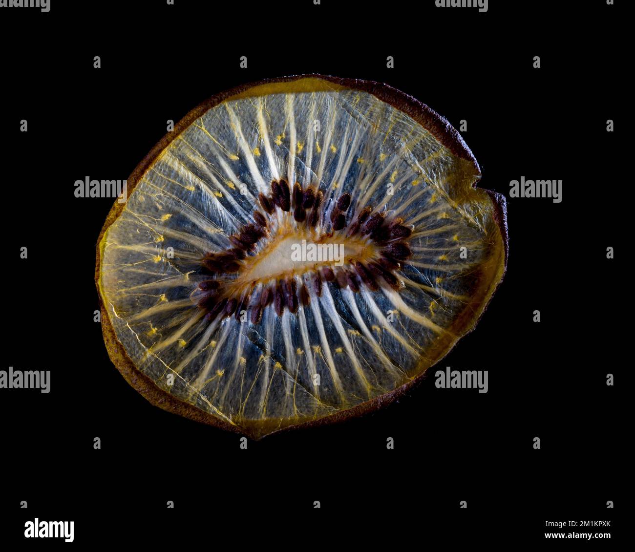 Una sottile fetta di frutta o verdura fotografata contro la retroilluminazione in un ambiente da studio. La texture traslucida e i dettagli vivaci Foto Stock