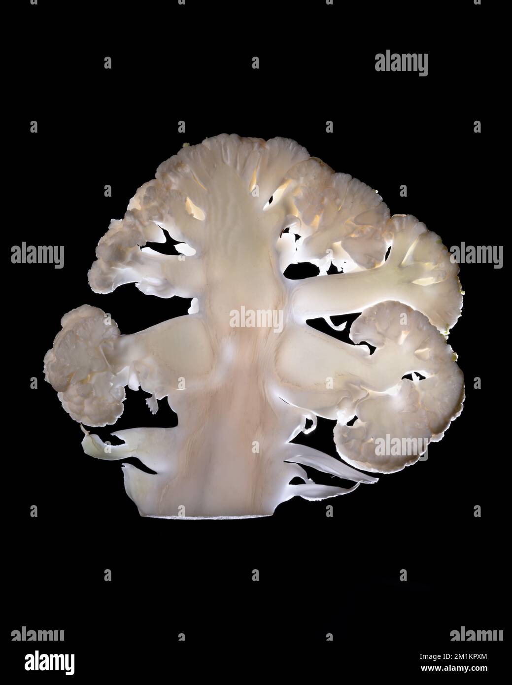 Una sottile fetta di frutta o verdura fotografata contro la retroilluminazione in un ambiente da studio. La texture traslucida e i dettagli vivaci Foto Stock