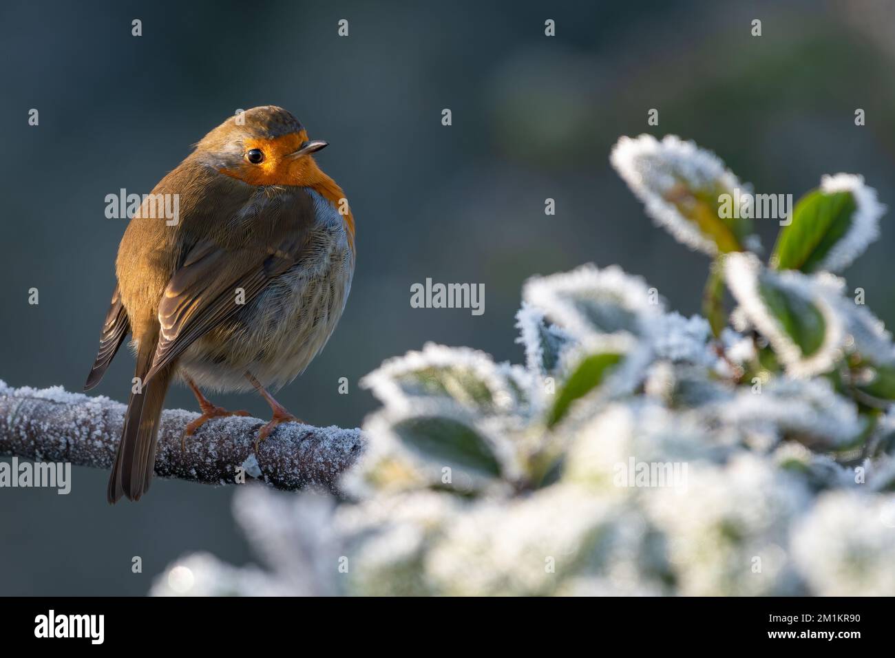 Il ladino europeo siede su un ramo in una gelida mattinata invernale, Norfolk, Regno Unito Foto Stock