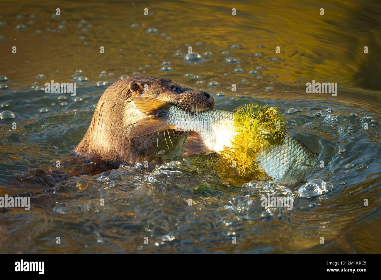 IMMAGINI FESTIVE di una lontra che tiene un grande pesce avvolto in canna che assomiglia a tinsel di Natale è stato al canale d'acqua Stroud Foto Stock