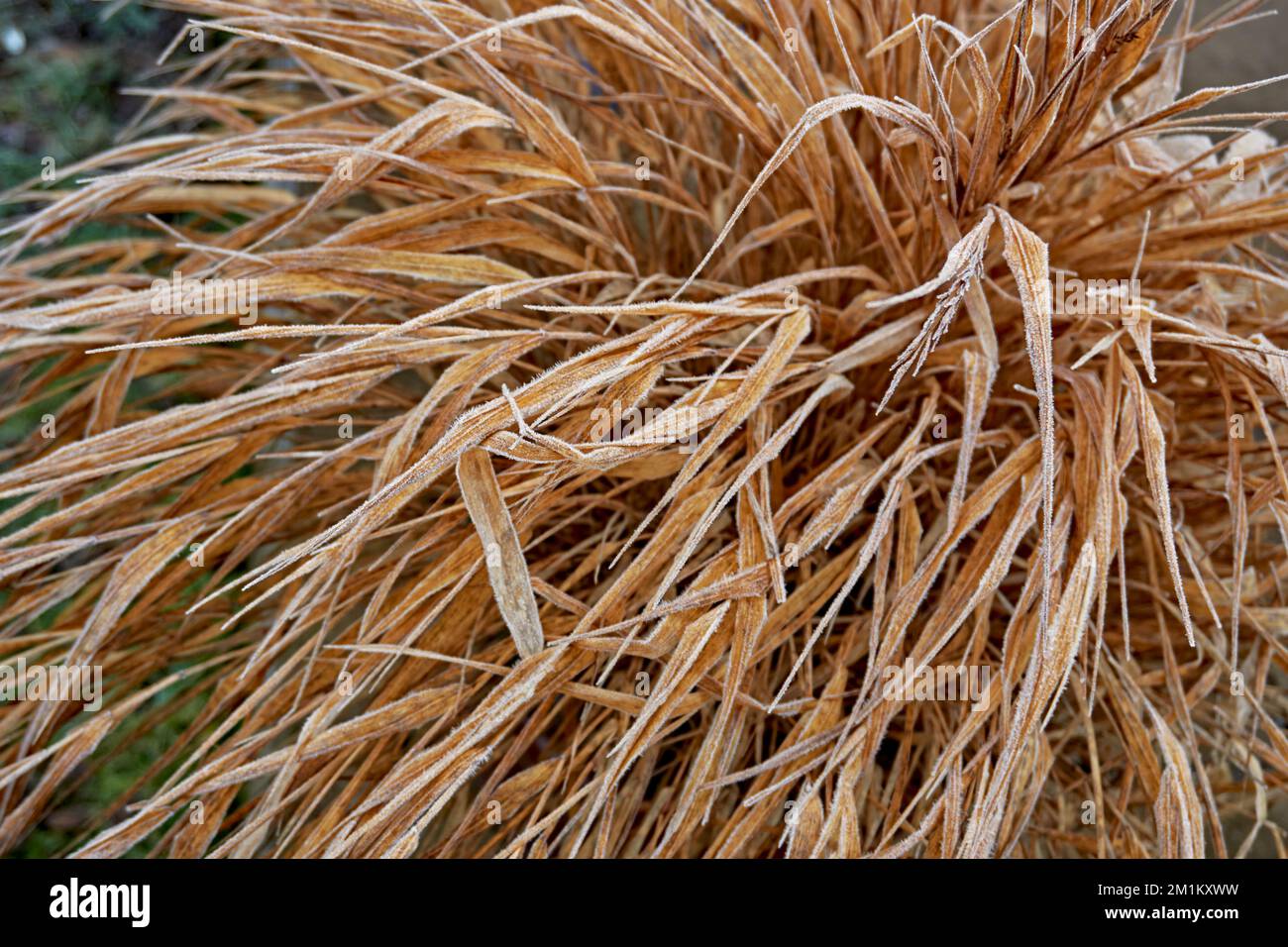 Foglie di erba ornamentale Hakonechloa macra 'Aureola' in autunno. Foto Stock