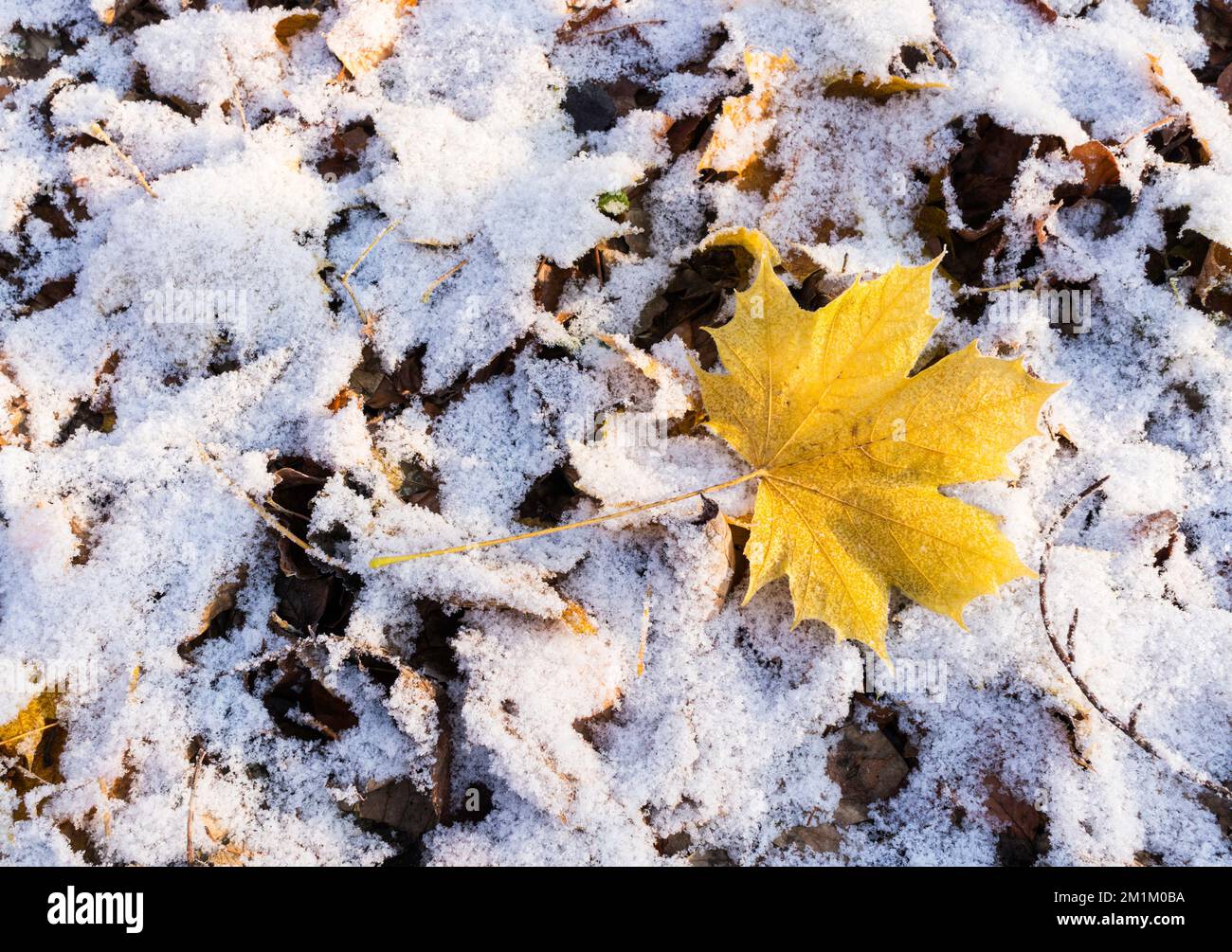 Una foglia di acero giallo caduto giace su un terreno coperto di neve Foto Stock