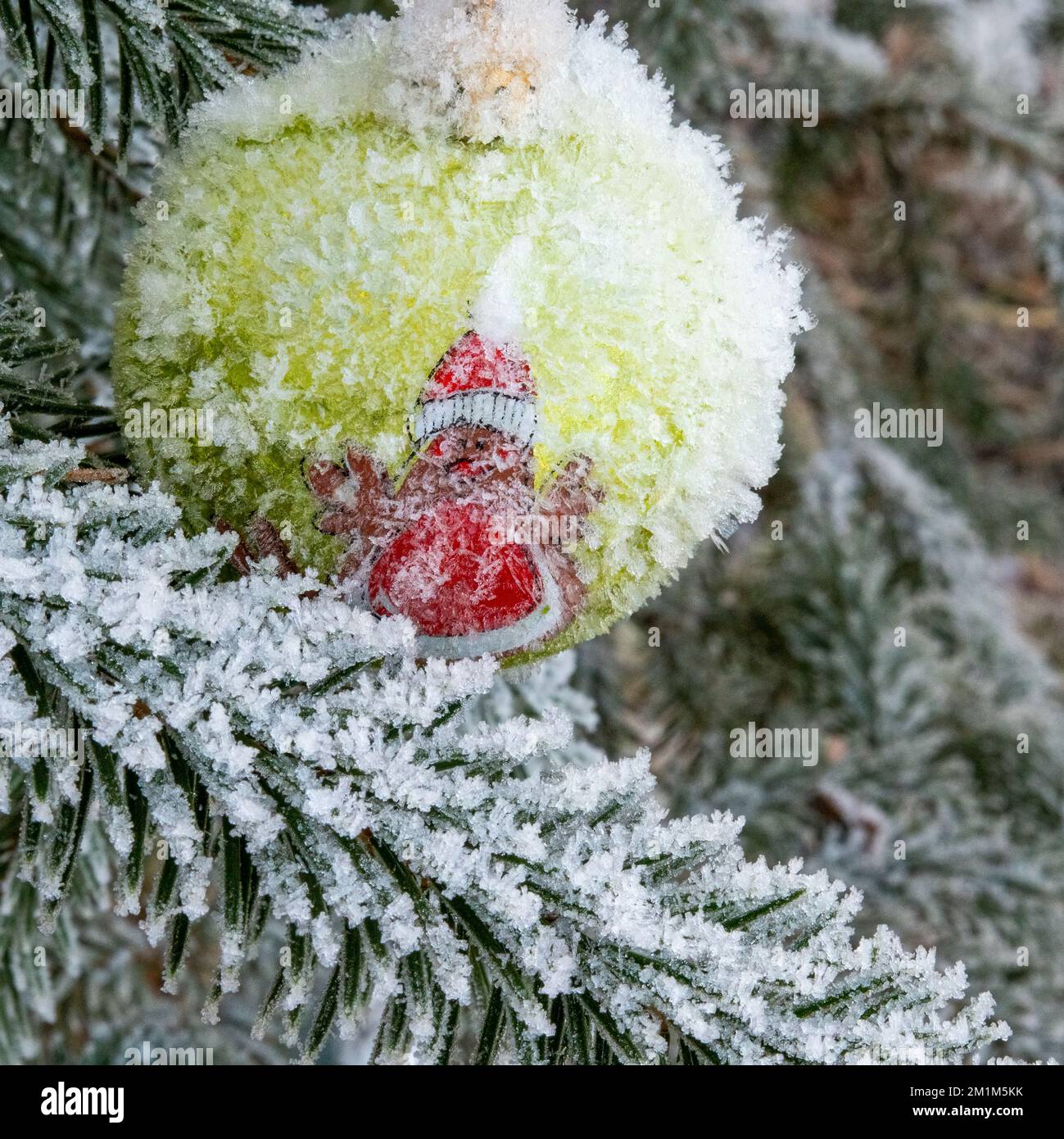 'Babbo Natale' coperto di brina, Beacon Wood, Penrith, Cumbria, UK Foto Stock