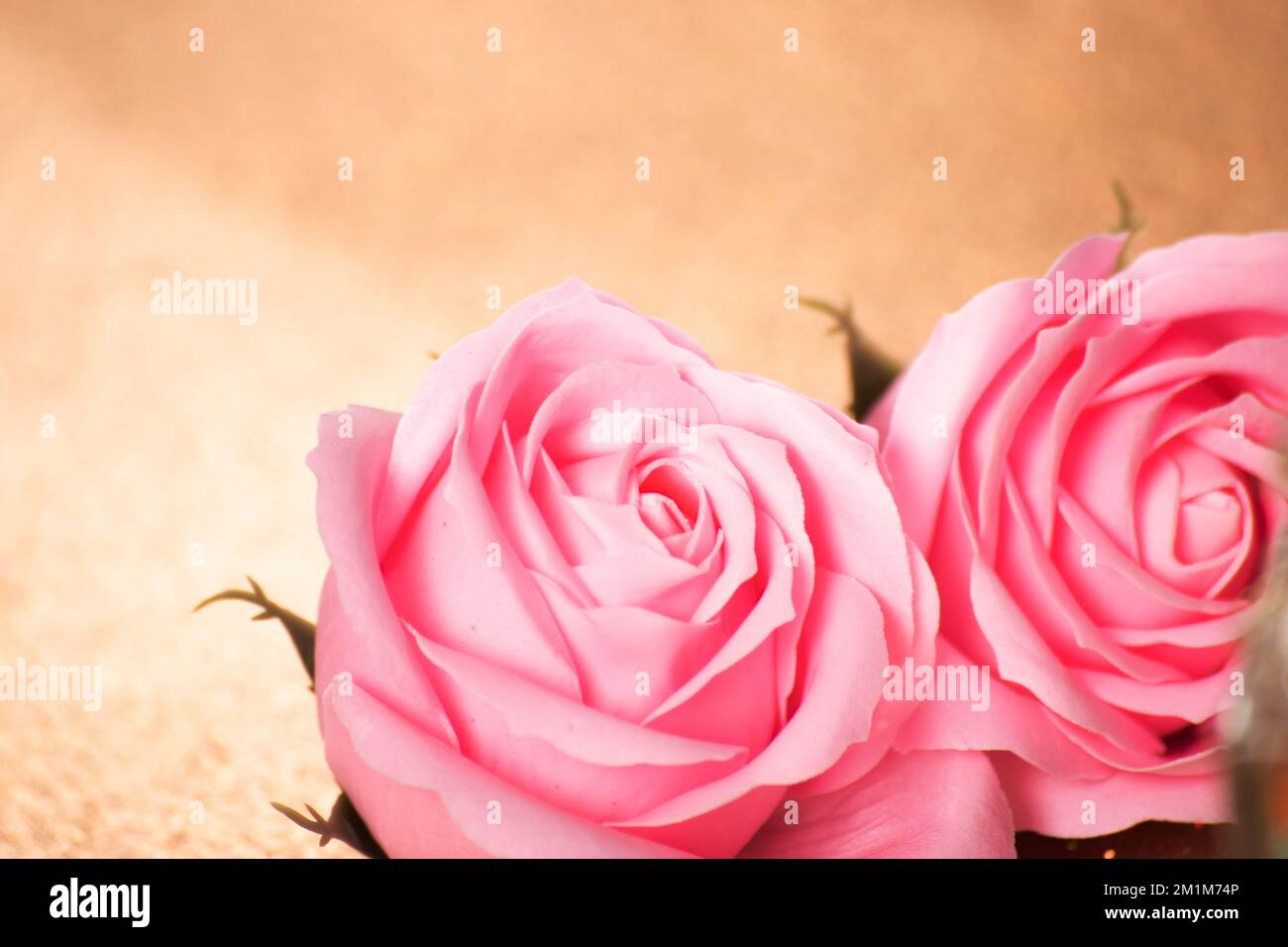 Immagine da parati rosa rosa, primo piano di rosa Foto Stock