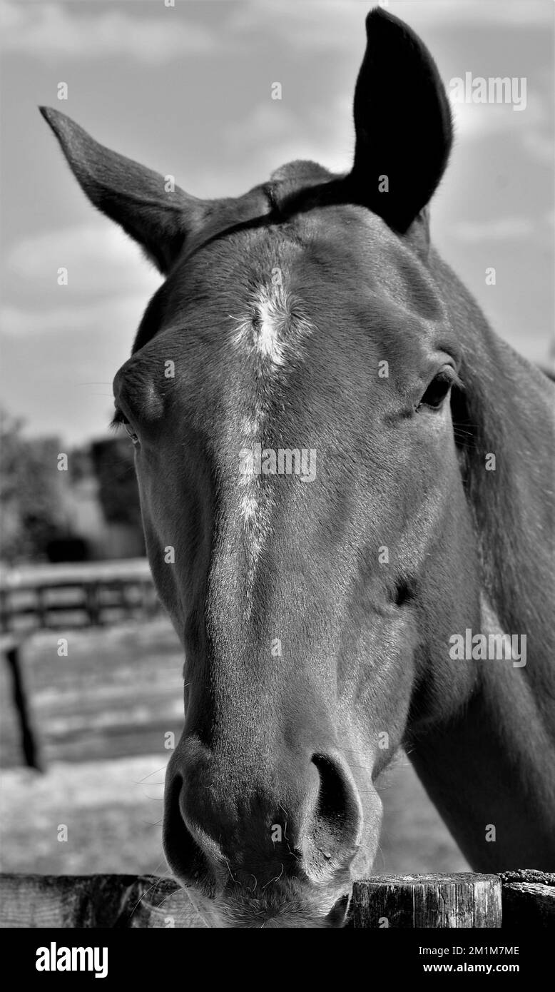 Cavallo bianco e nero in fattoria a Wellington, Florida Foto Stock