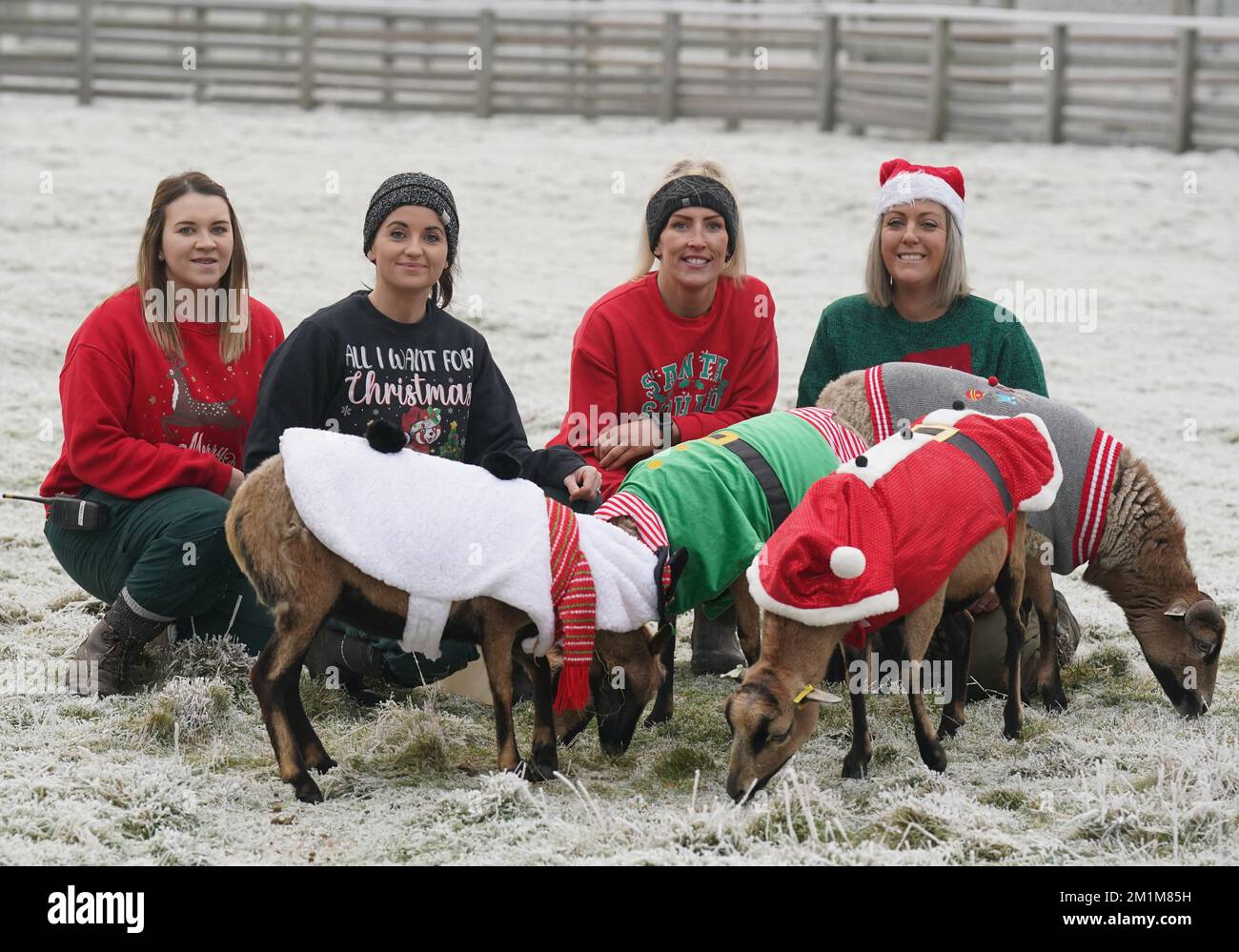 Animali domestici i guardiani della fattoria al Blair Drummond Safari Park l-r Morgan Meichan, Kristine Fennessy Alexander, Kirsty Mitchell e Carolyn Booth con le loro pecore Camerun che indossano i loro salti natalizi proprio mentre le temperature scesero sotto lo zero al Blair Drummond Safari e all'Adventure Park vicino a Stirling. Data immagine: Martedì 13 dicembre 2022. Foto Stock