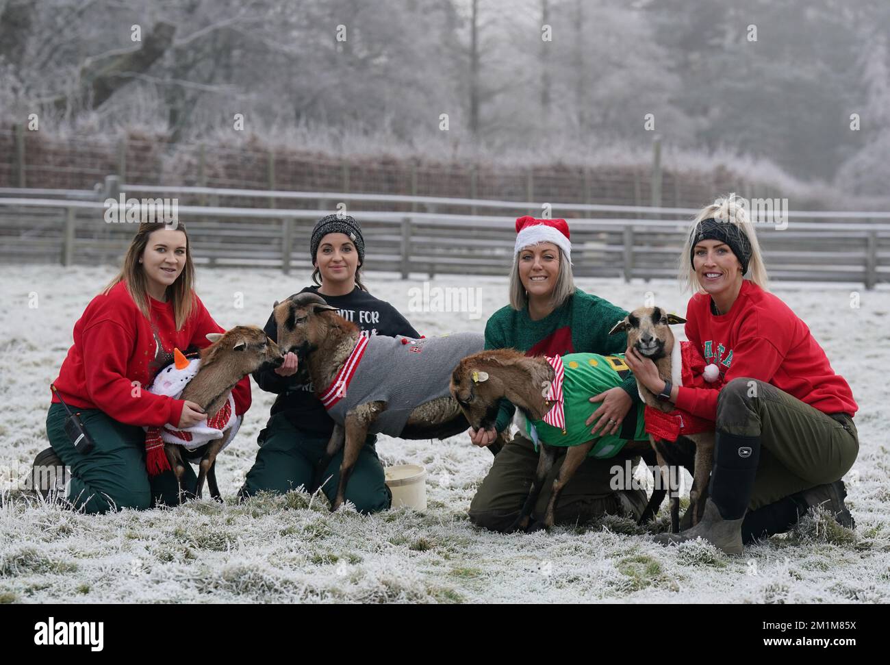 Animali domestici i guardiani della fattoria al Blair Drummond Safari Park l-r Morgan Meichan, Kristine Fennessy Alexander, Carolyn Booth e Kirsty Mitchell con le loro pecore del Camerun che indossano i loro salti di Natale, mentre le temperature scesero sotto lo zero al Blair Drummond Safari e all'Adventure Park vicino a Stirling. Data immagine: Martedì 13 dicembre 2022. Foto Stock