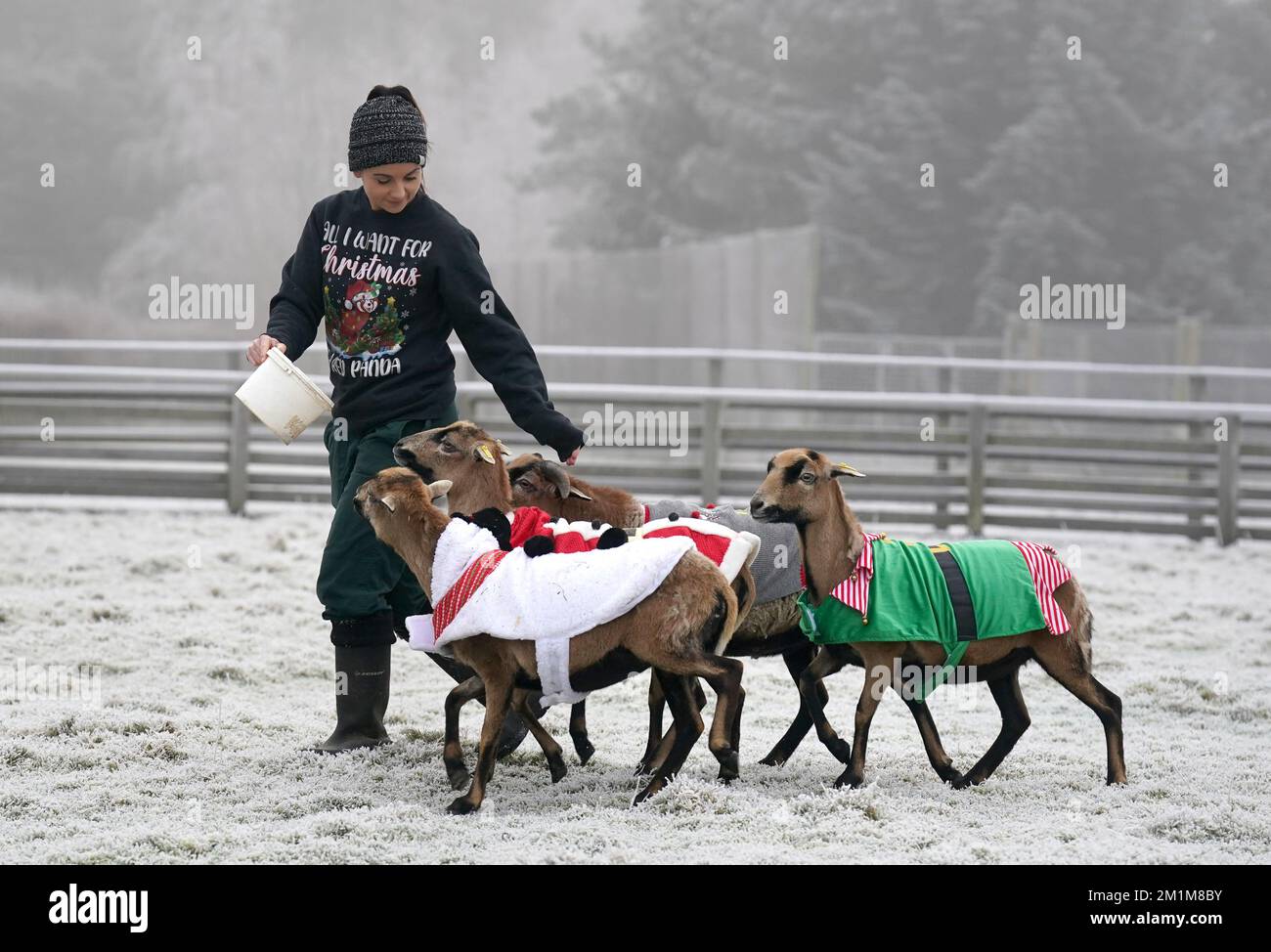 Animali domestici Kristine Fennessy Alexander al Blair Drummond Safari Park si nutre delle loro pecore Camerun indossando i loro salti natalizi mentre le temperature scesero sotto lo zero al Blair Drummond Safari e al parco avventura vicino a Stirling. Data immagine: Martedì 13 dicembre 2022. Foto Stock