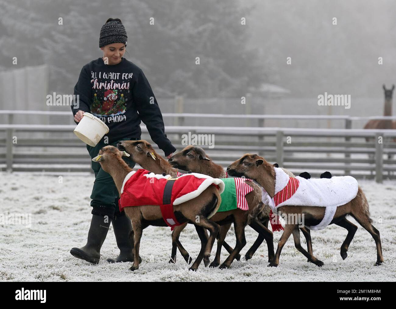 Animali domestici Kristine Fennessy Alexander al Blair Drummond Safari Park si nutre delle loro pecore Camerun indossando i loro salti natalizi mentre le temperature scesero sotto lo zero al Blair Drummond Safari e al parco avventura vicino a Stirling. Data immagine: Martedì 13 dicembre 2022. Foto Stock