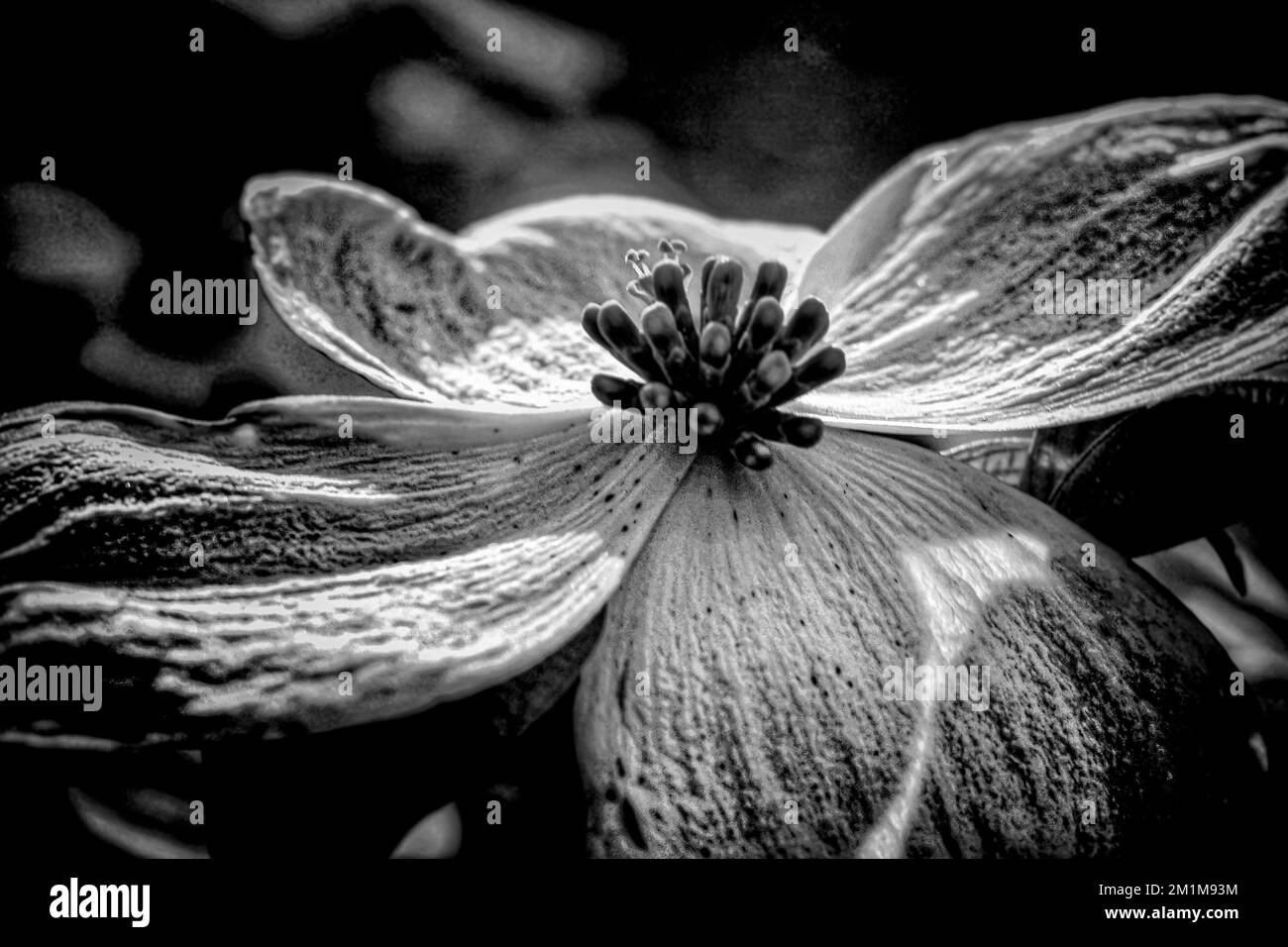 Un colpo in scala di grigi di un fiore di dogwood fiorito su uno sfondo morbido e sfocato Foto Stock
