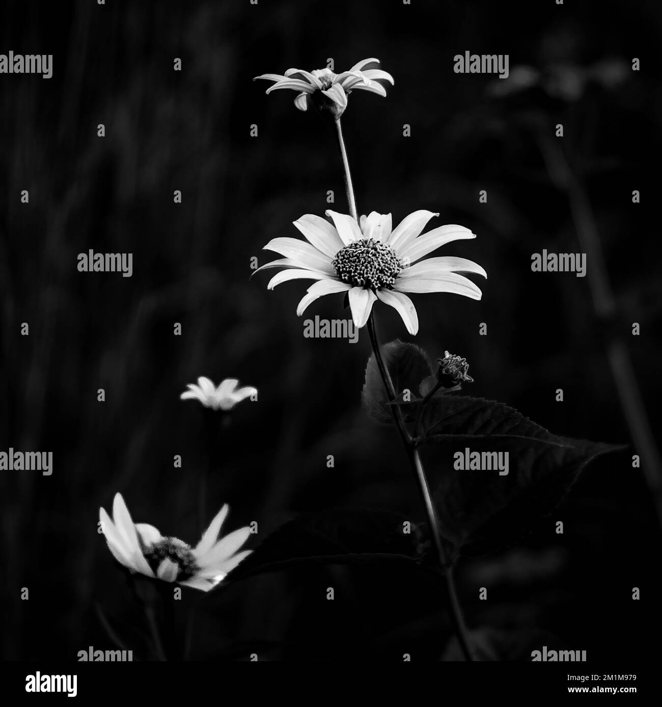 Immagine in scala di grigi di un comune fiore a margherita su uno sfondo sfocato Foto Stock