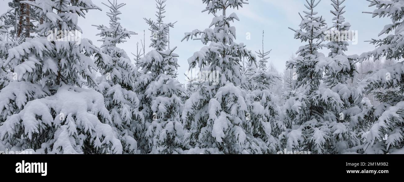 alberi di abete coperto di neve nella foresta in inverno. banner Foto Stock