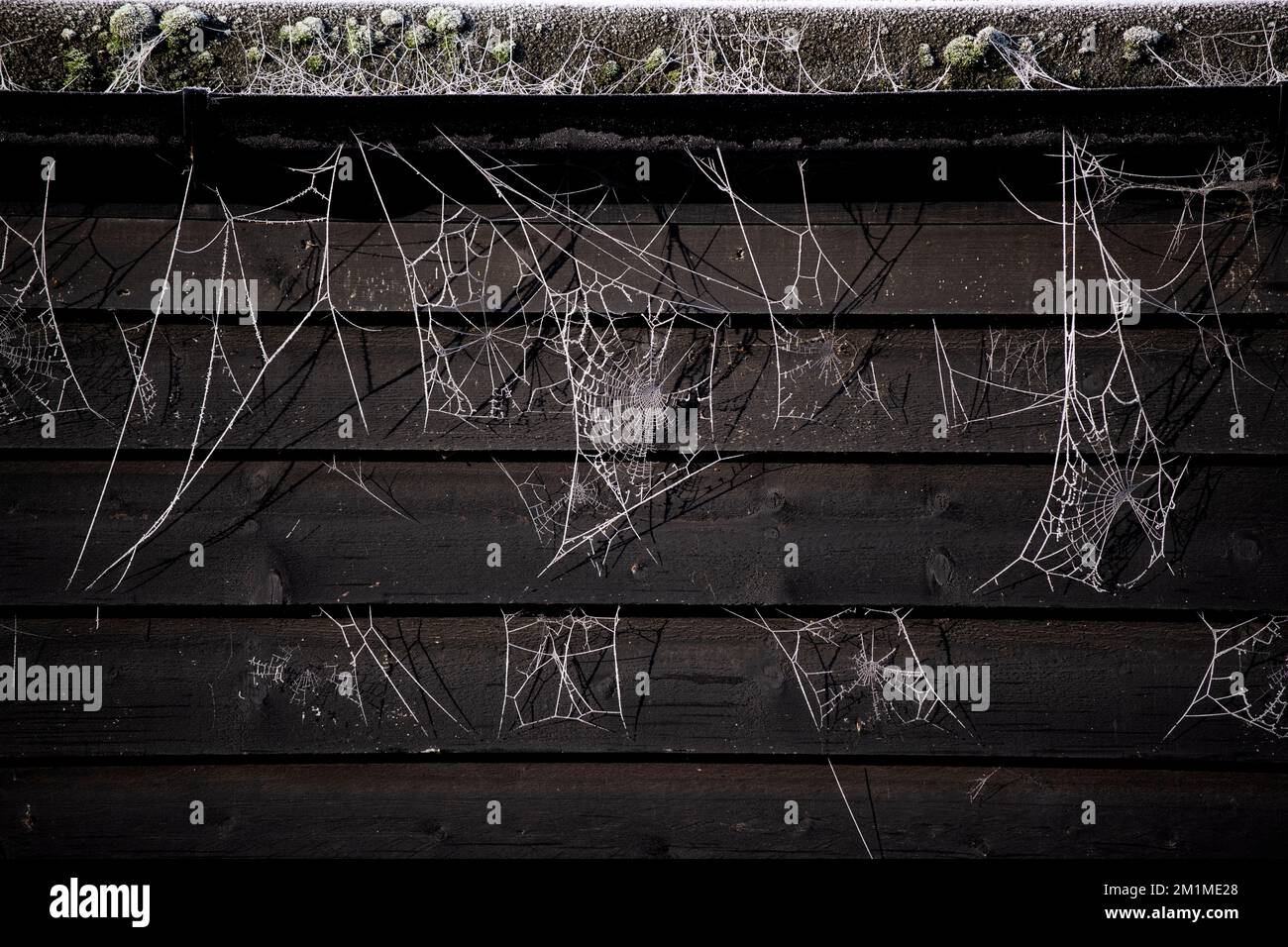 Uno scatto a freddo. Winter Frost on Spiders webs in photographers Thaxted Essex Garden questa mattina 11 dicembre 2022 la maggior parte del Regno Unito si è svegliata per sub temperatura zero Foto Stock
