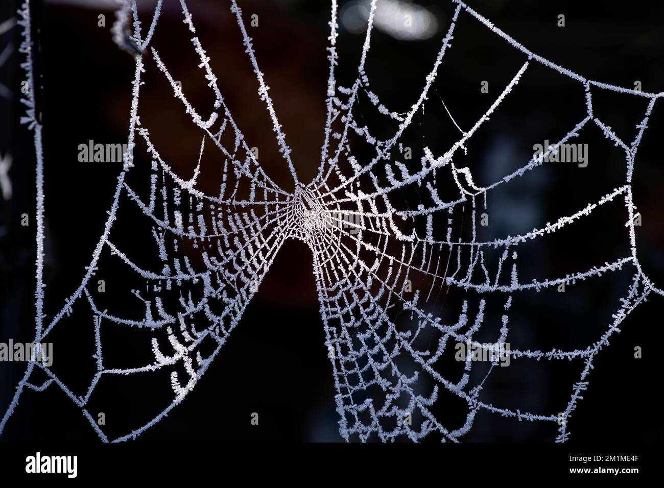 Uno scatto a freddo. Winter Frost on Spiders webs in photographers Thaxted Essex Garden questa mattina 11 dicembre 2022 la maggior parte del Regno Unito si è svegliata per sub temperatura zero Foto Stock