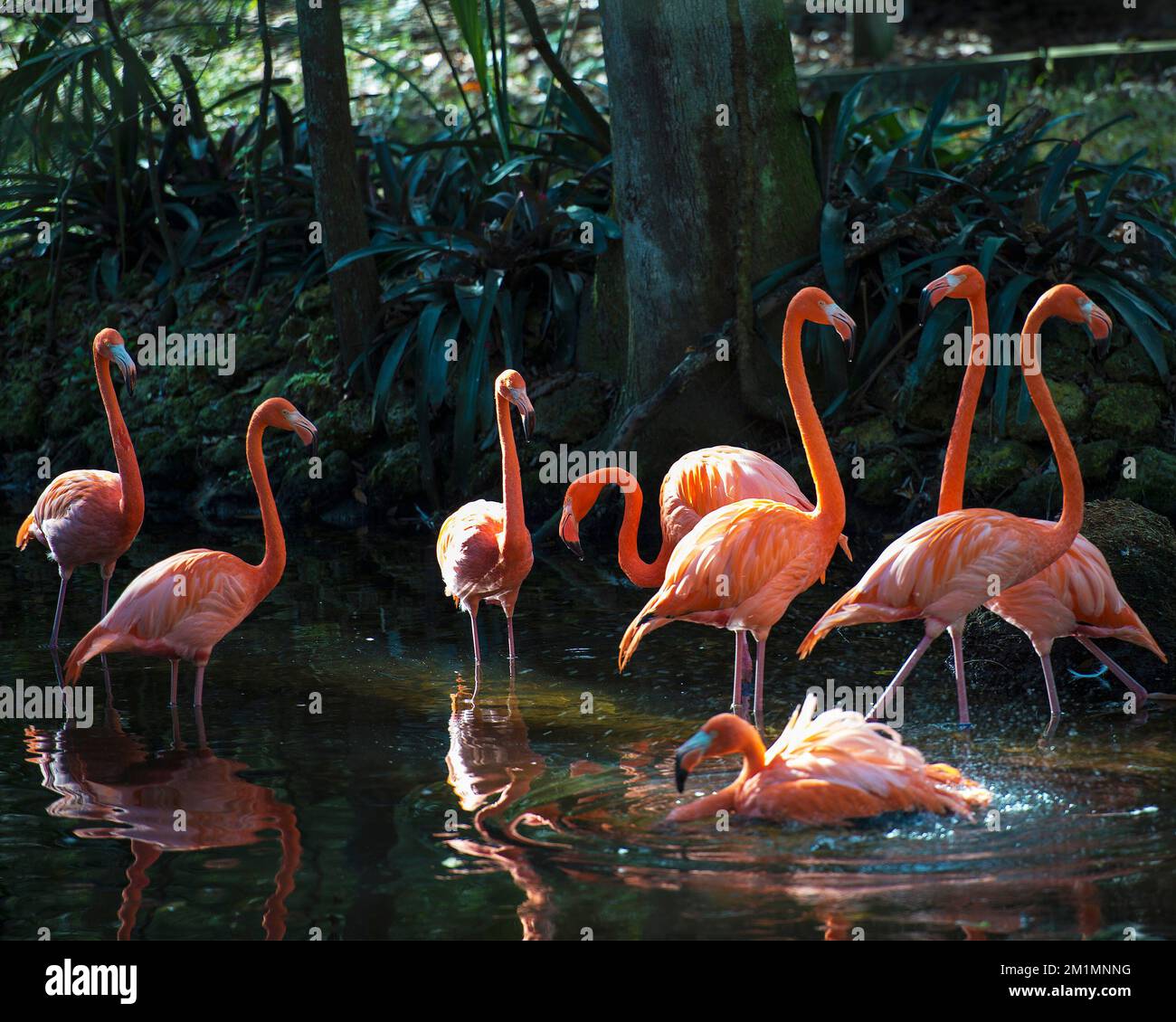 Flamingo uccelli in acqua che mostra colore rosa piume piumaggio lungo collo con uno sfondo di foresta sfocata nel loro ambiente e habitat. Foto Stock
