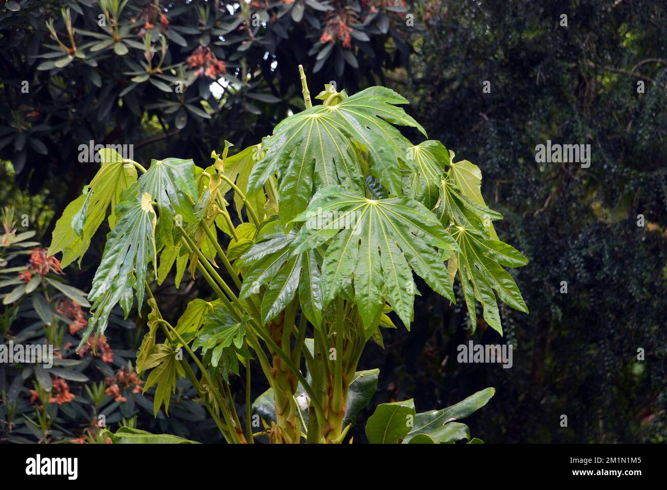 Fatsia Japonica (Paperplant) arbusto 'Castor Oil Plant' che cresce nei boschi presso i Lost Gardens of Heligan, St.Austell, Cornovaglia, Inghilterra, UK. Foto Stock