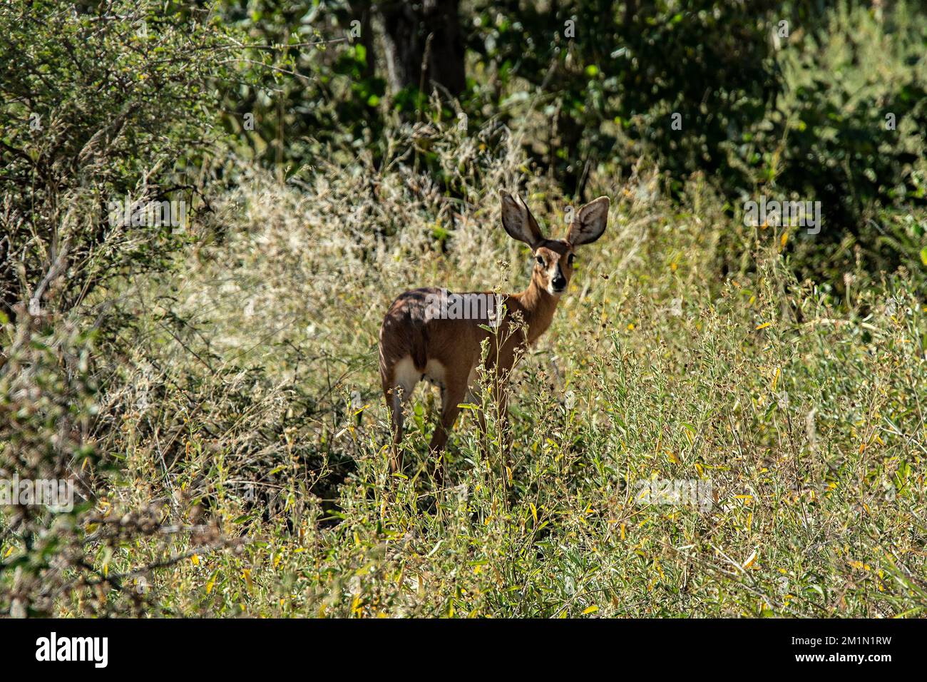 Steenbok, circondato da vegetazione, guardando indietro Foto Stock
