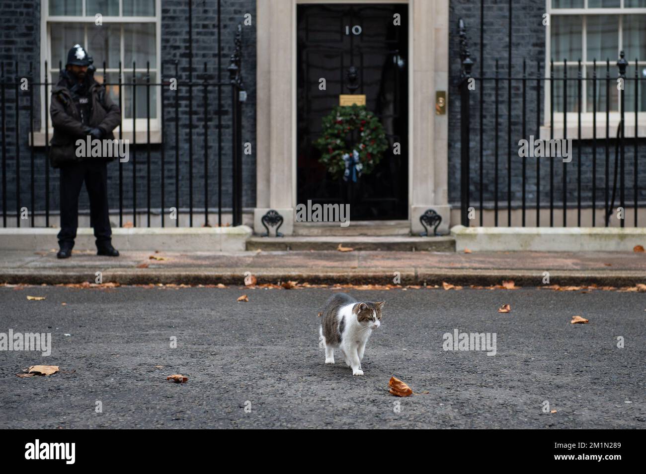 Londra, Regno Unito. 13th Dec, 2022. Larry, Capo Mouser a Downing Street. Claire Doherty/Alamy Live News Foto Stock