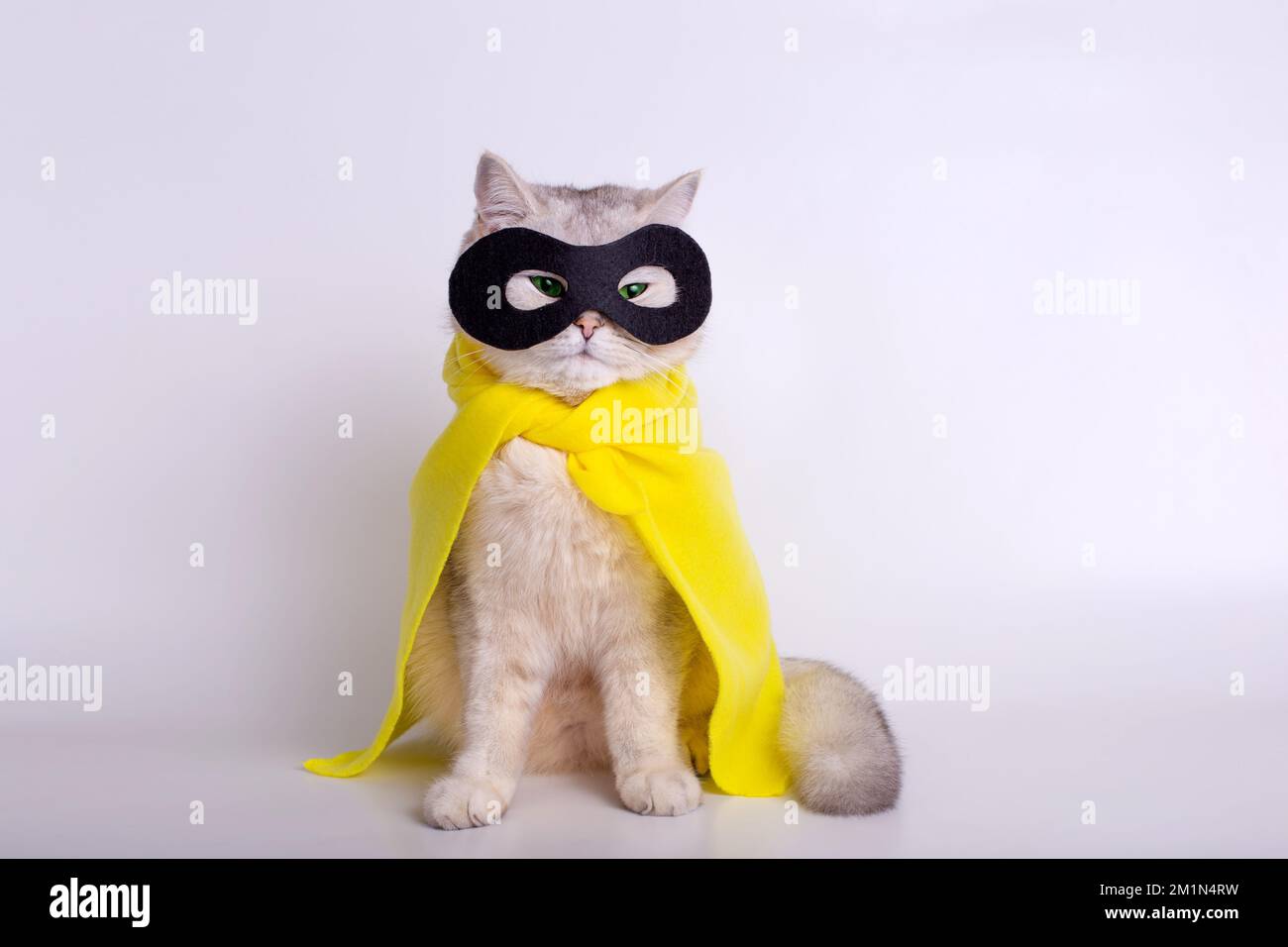 Un gatto bianco sottile con occhi verdi, con un impermeabile giallo e una maschera nera, su sfondo bianco. Foto Stock